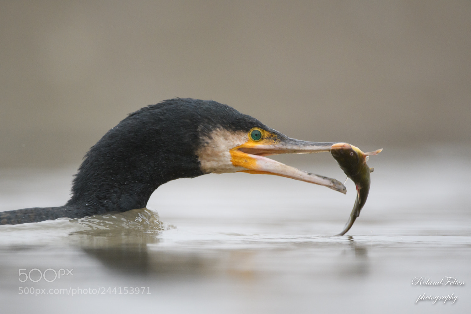 Nikon D500 sample photo. Catfish for breakfast photography