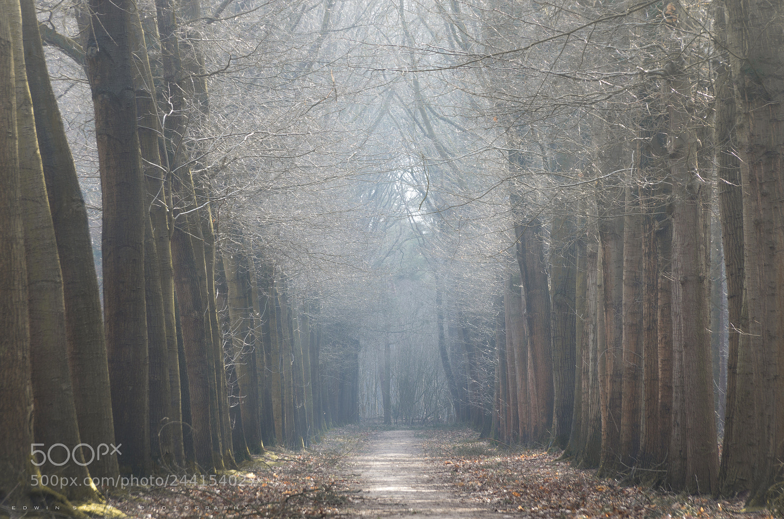 Pentax K-5 IIs sample photo. Trees of light photography