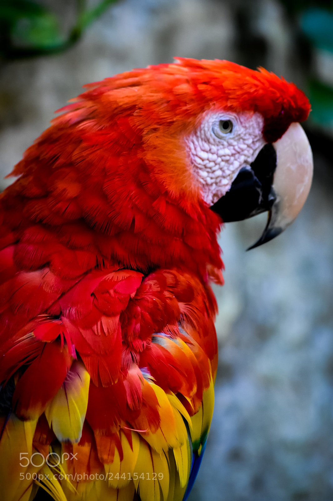 Nikon D7200 sample photo. Parrot photography