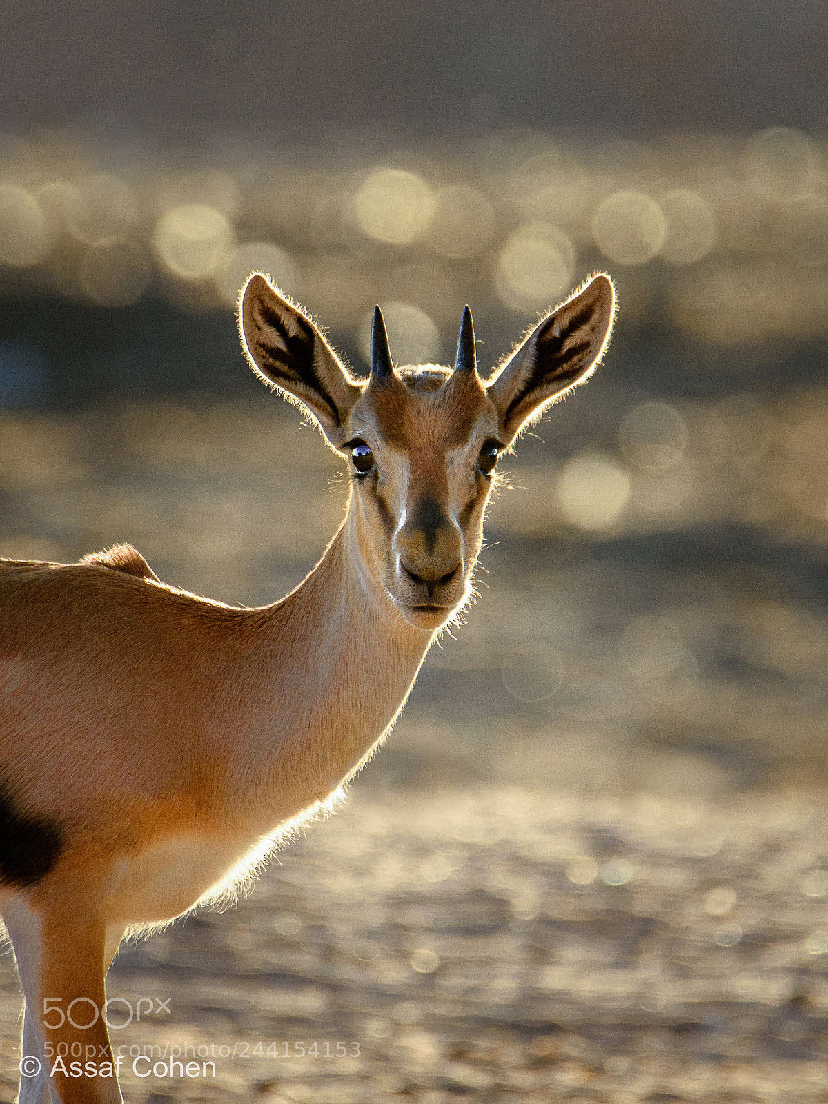 Nikon D7200 sample photo. Gazelle photography