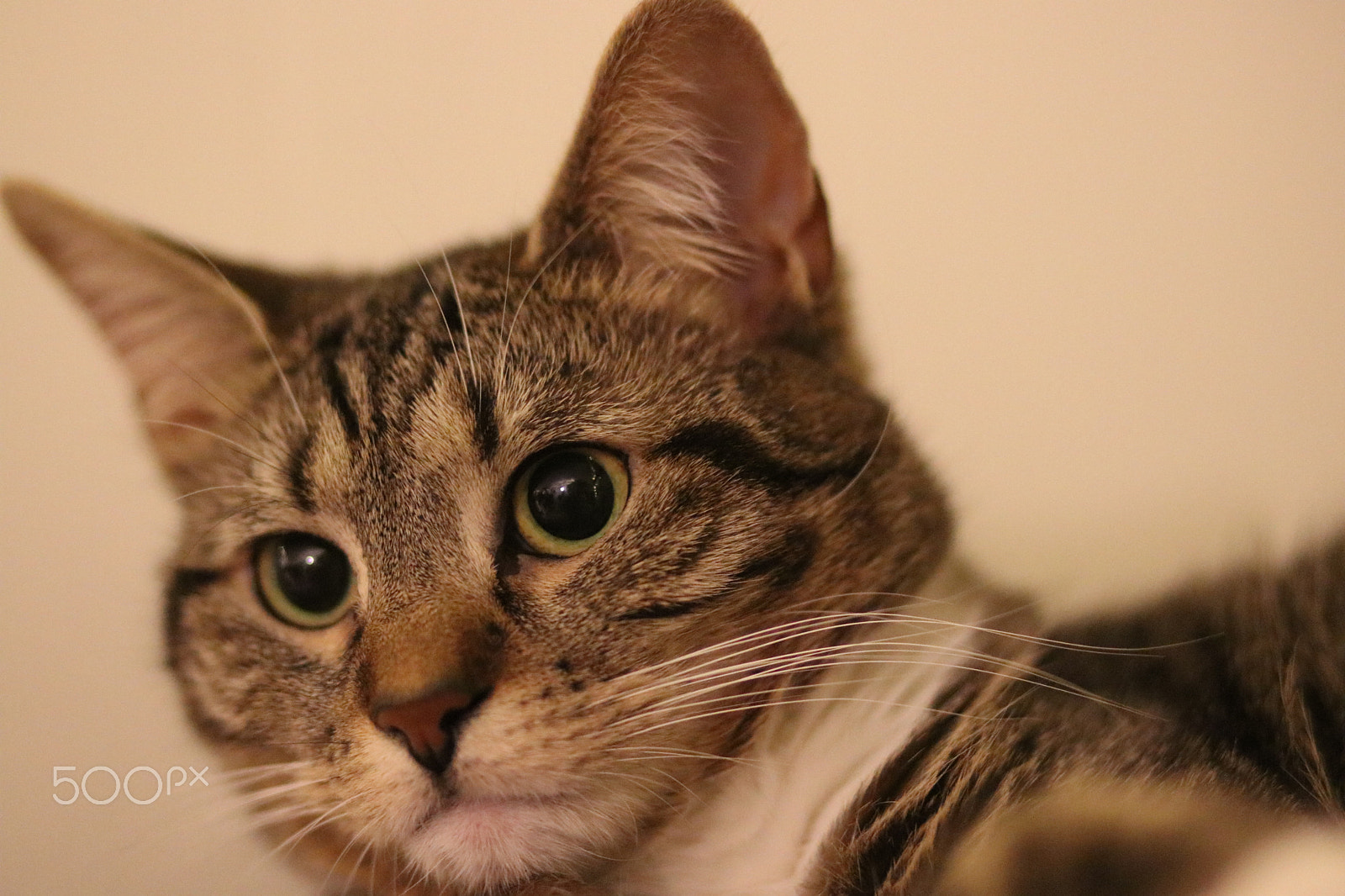 Canon EOS 80D + Canon EF 85mm F1.8 USM sample photo. Close up cat portrait - coffee photography