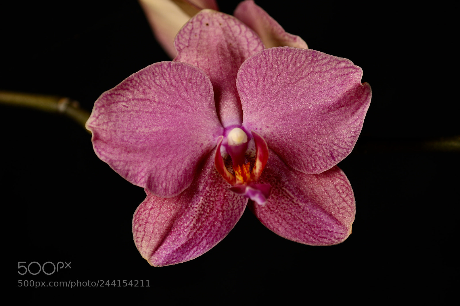 Canon EOS 7D Mark II sample photo. Orchid photography