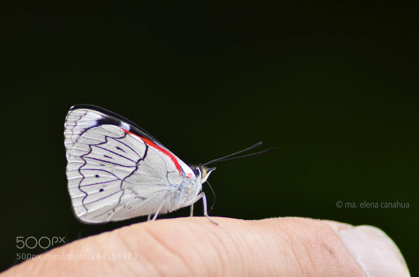 Nikon D5100 sample photo. Wild tiny white butterfly photography