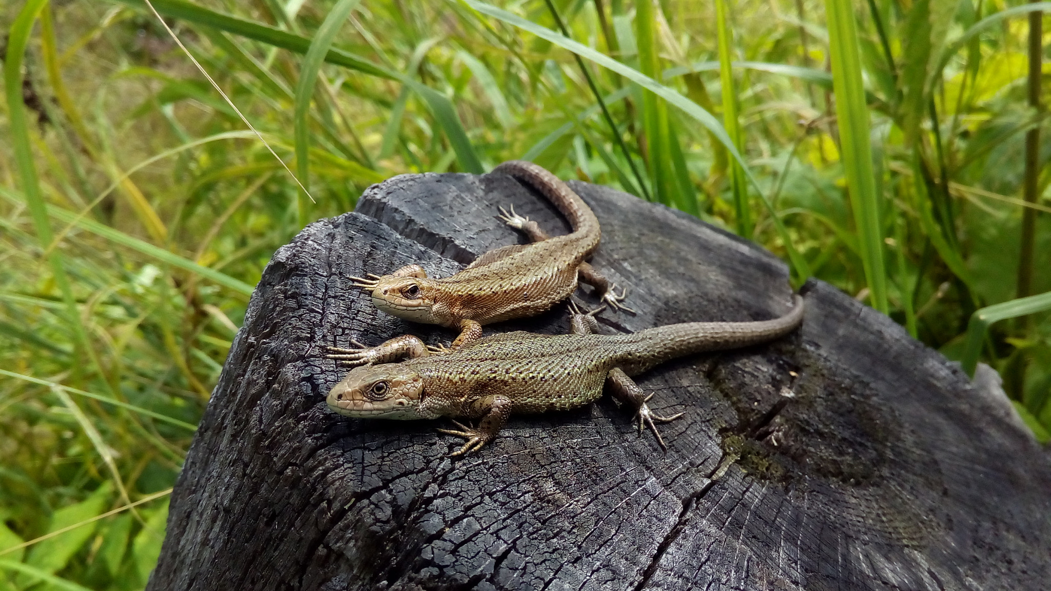 ASUS ZenFone Go (ZC500TG) sample photo. Lizards photography