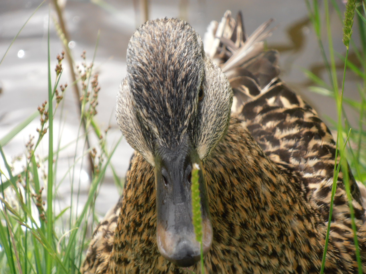 Olympus VR310,D720 sample photo. Some duck photography