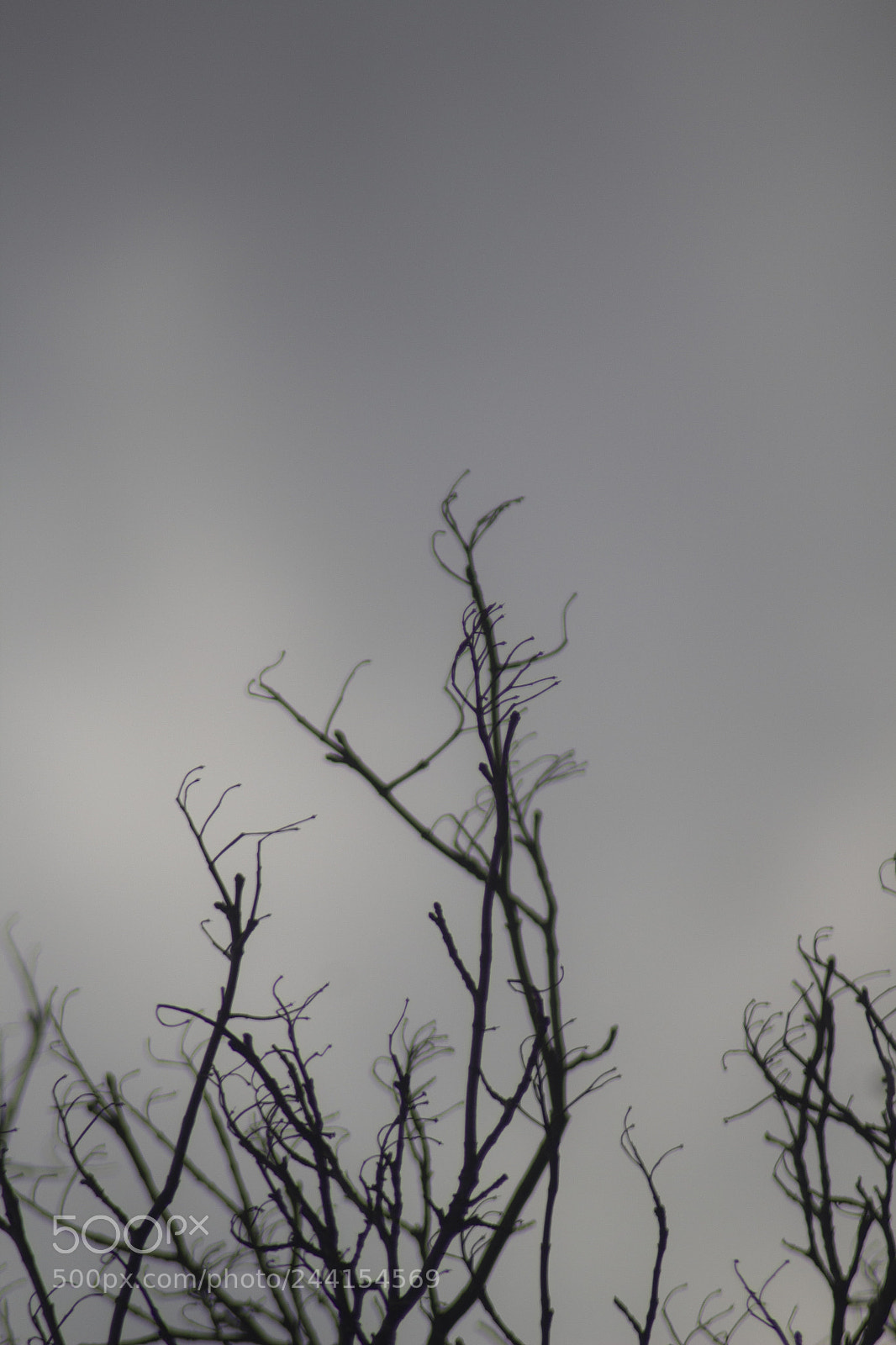 Canon EOS 600D (Rebel EOS T3i / EOS Kiss X5) sample photo. Fade photography