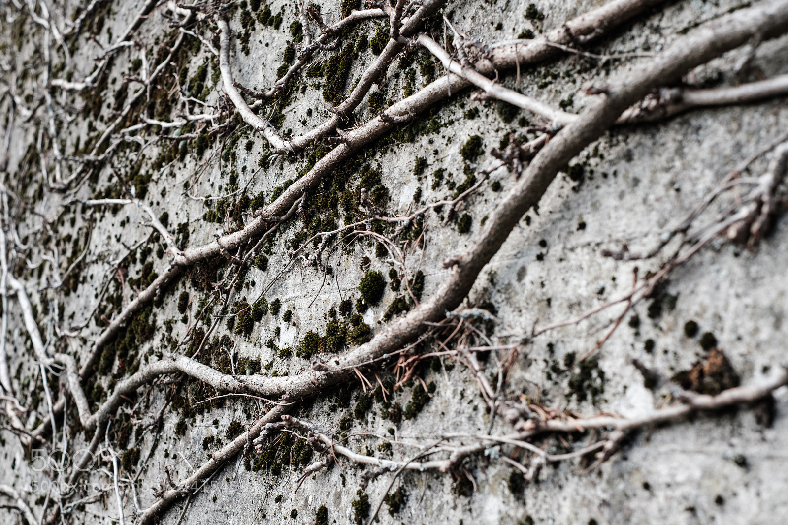 Fujifilm X-Pro2 sample photo. Baden sunday - creeping photography