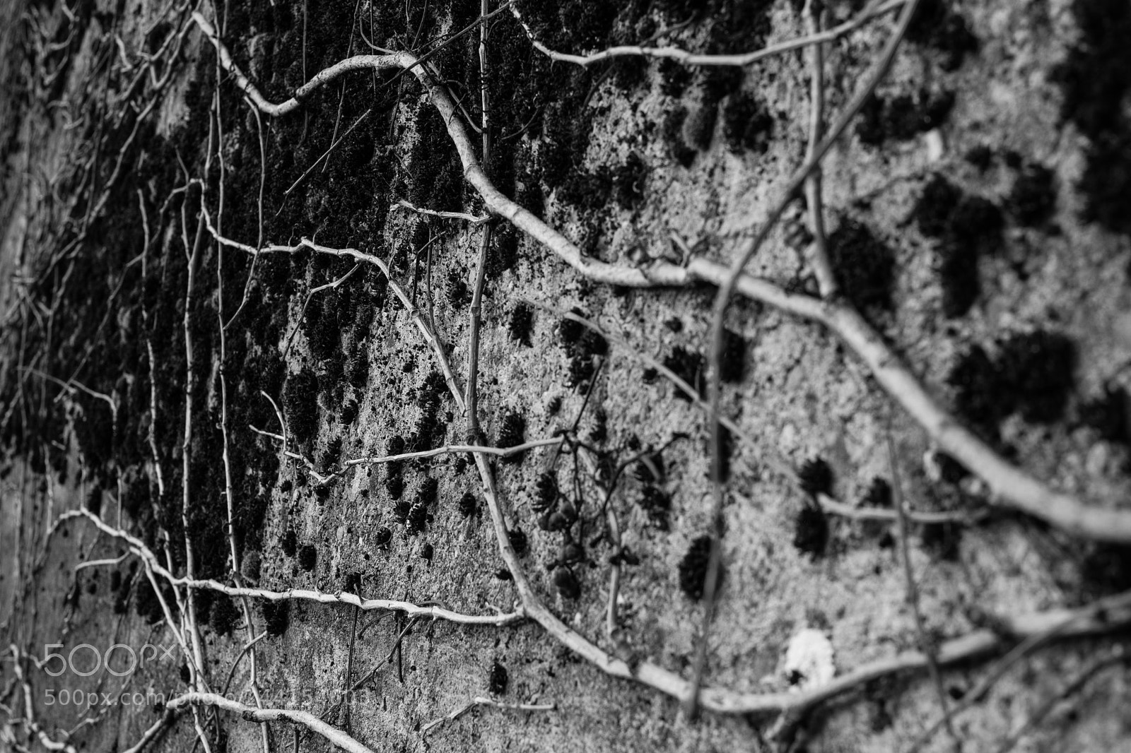 Fujifilm X-Pro2 sample photo. Baden sunday - creeping photography