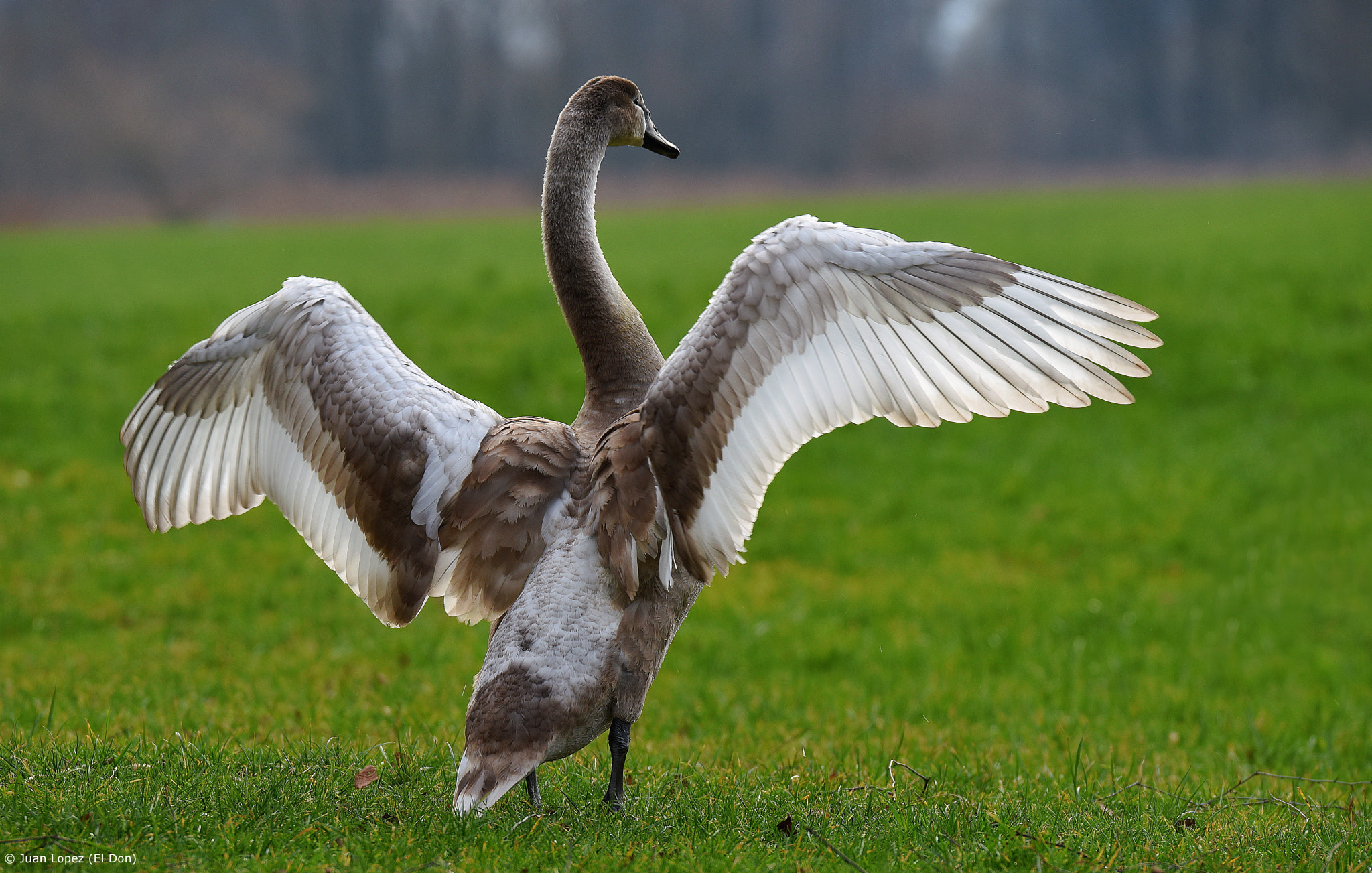 Nikon D810 + Sigma 150-600mm F5-6.3 DG OS HSM | S sample photo. Swan wings...!! photography