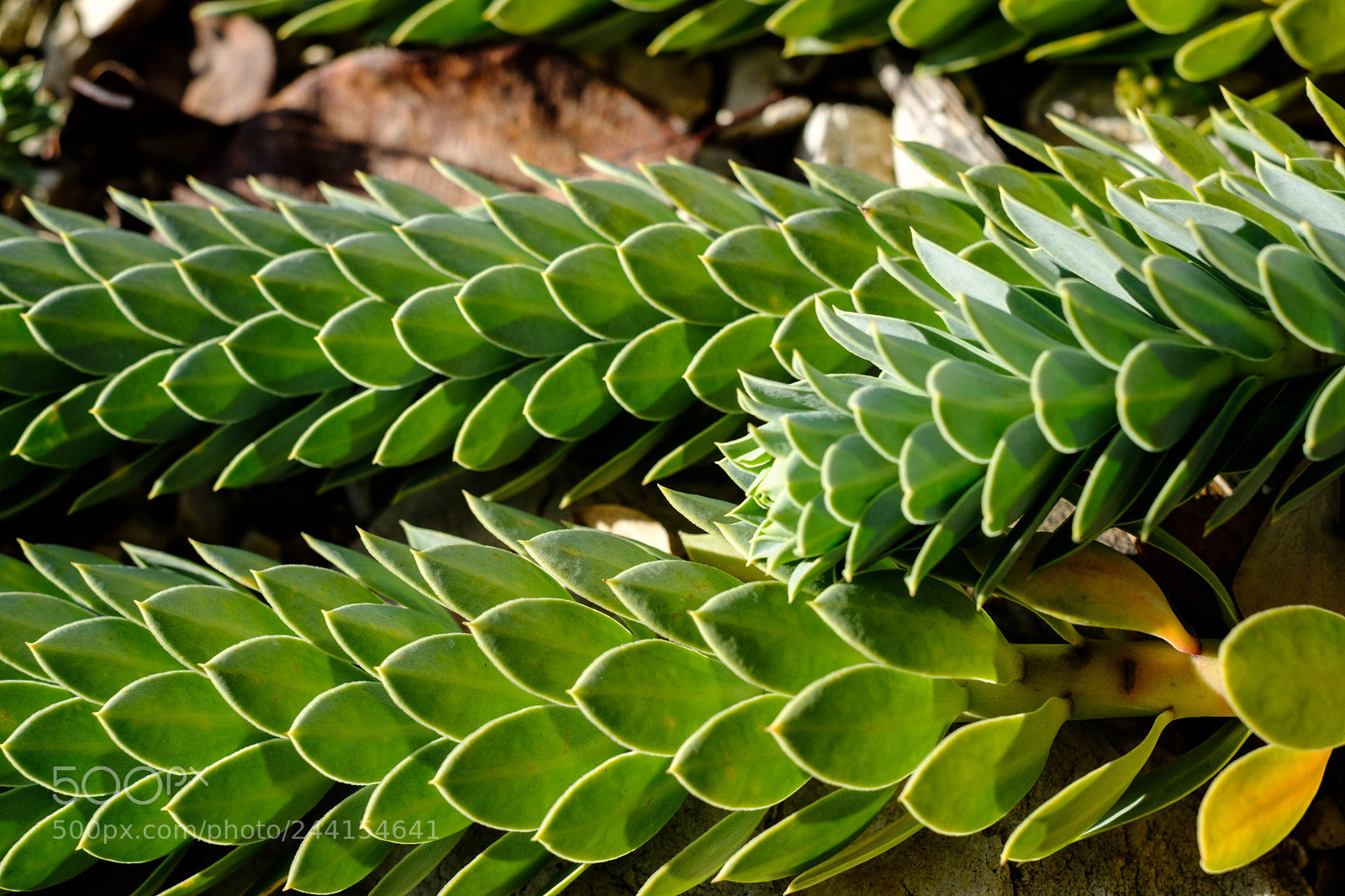 Fujifilm X-Pro2 sample photo. Baden sunday - scaly photography
