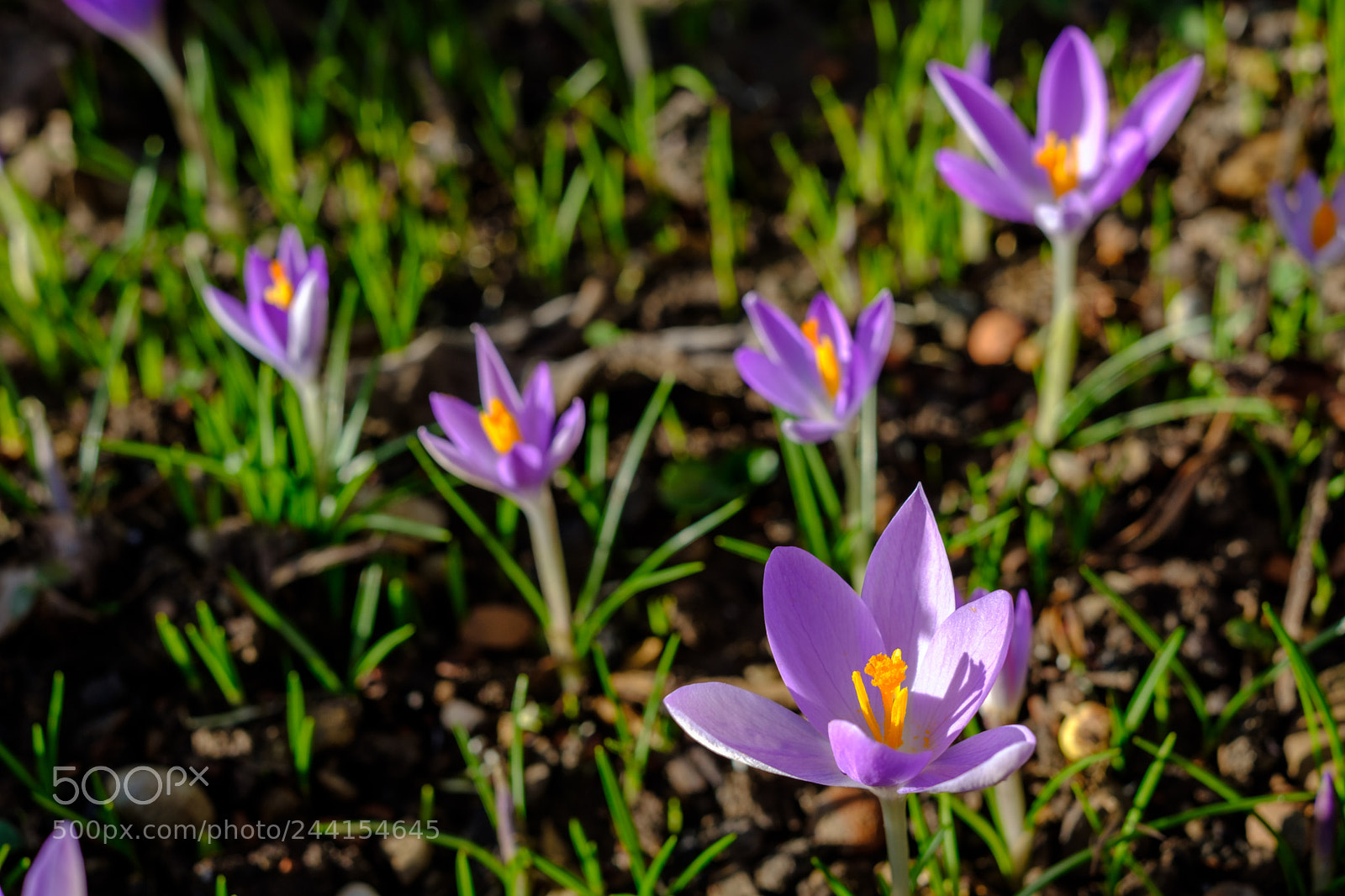Fujifilm X-Pro2 sample photo. Baden sunday - the photography