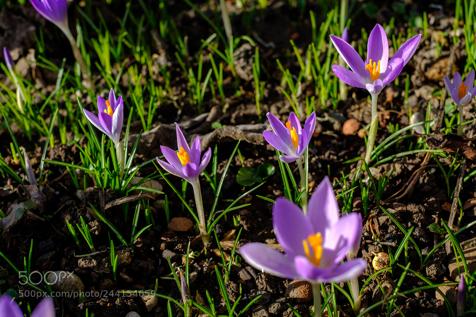 Fujifilm X-Pro2 sample photo. Baden sunday - the photography