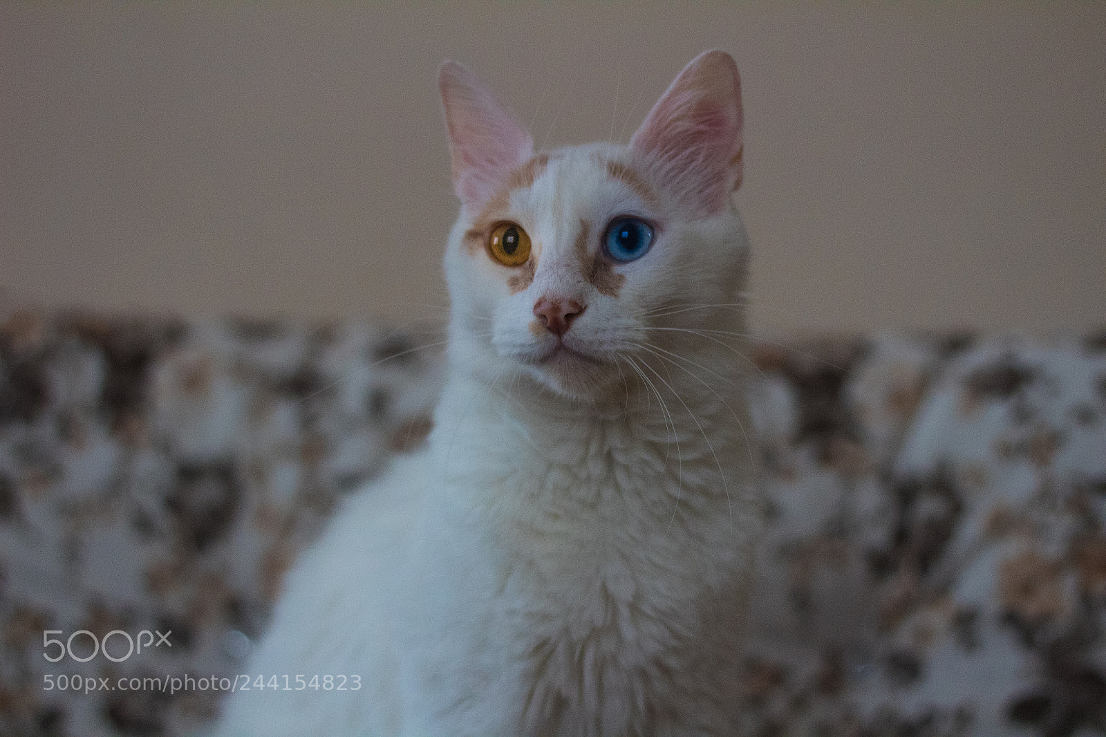 Canon EOS 1300D (EOS Rebel T6 / EOS Kiss X80) sample photo. Cat photography