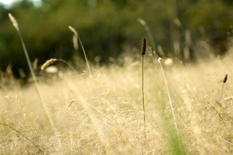 Nikon D70 sample photo. Tall grass photography