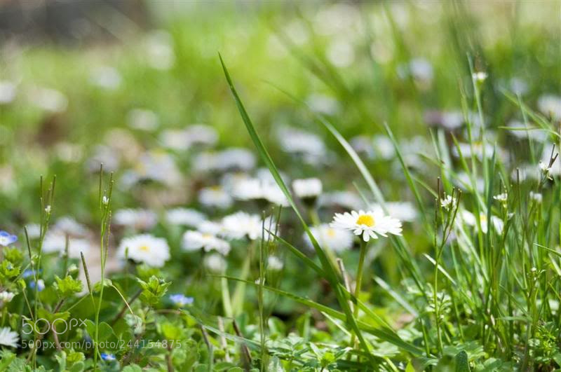 Nikon D300 sample photo. Clover flower photography