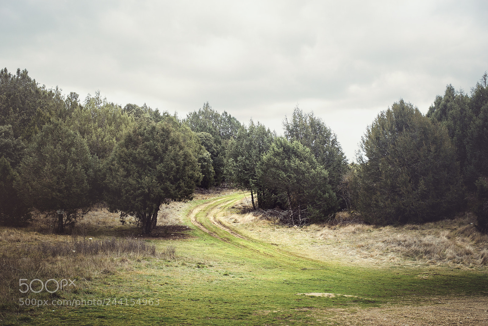 Nikon D610 sample photo. Camino entre árboles photography