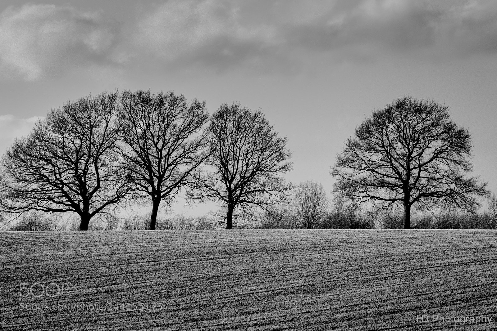 Nikon D7100 sample photo. Trees photography
