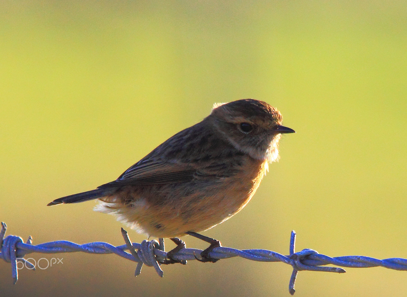 Canon EOS 60D + Sigma 150-500mm F5-6.3 DG OS HSM sample photo. Stonechat photography