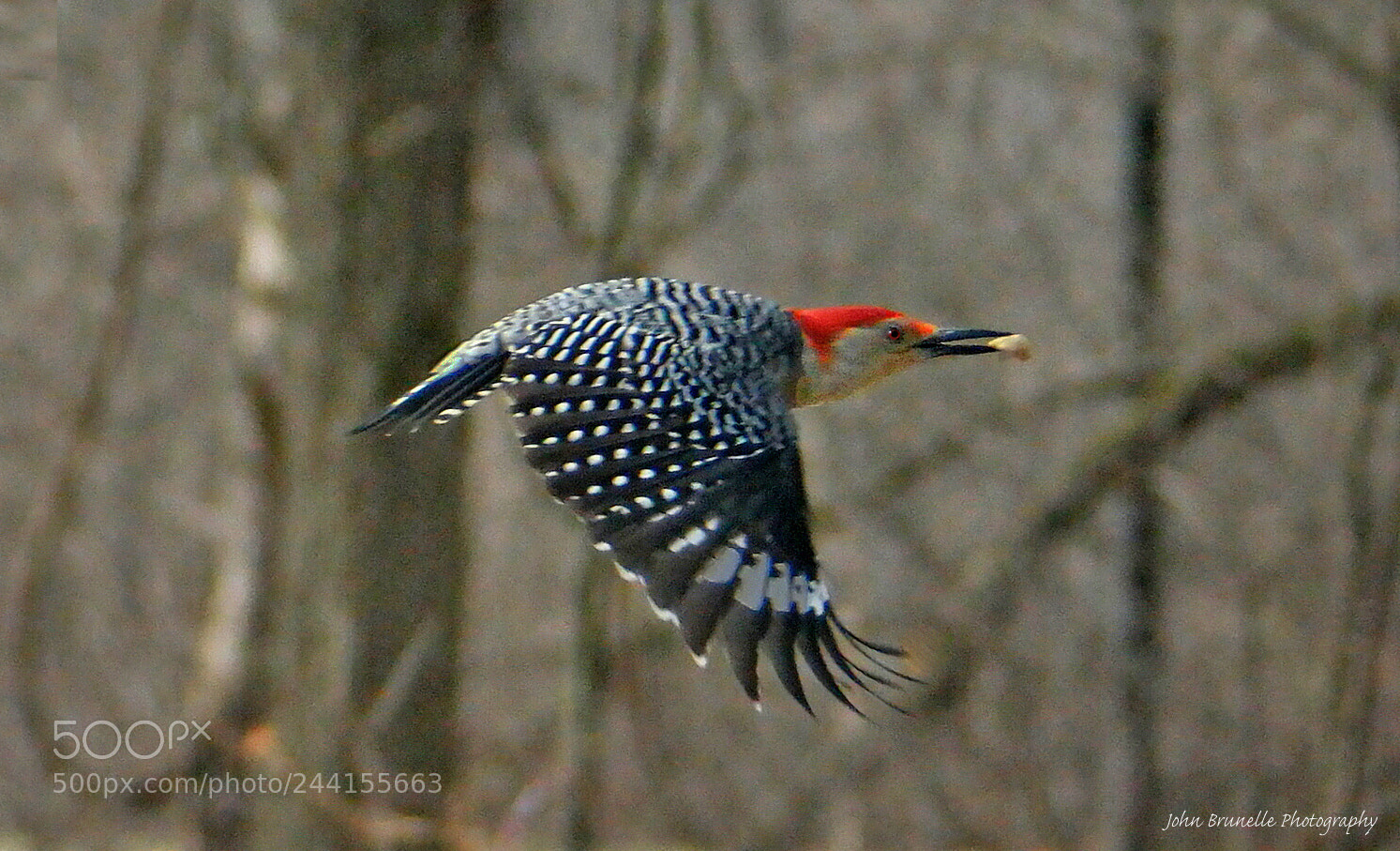 Samsung NX500 sample photo. Red-bellied woodpecker jan 28 photography