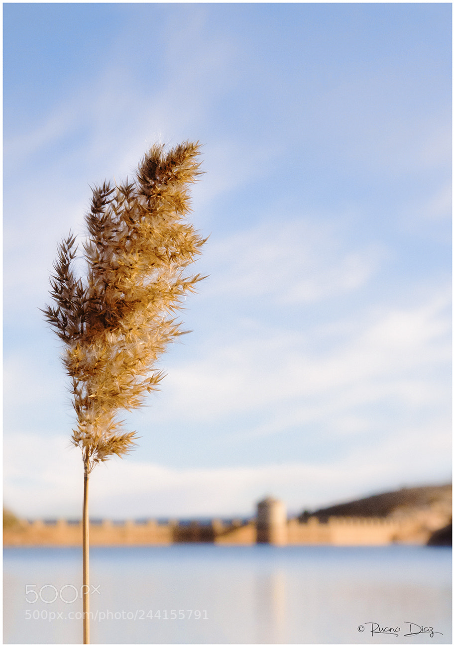 Nikon D610 sample photo. Miniarbol photography