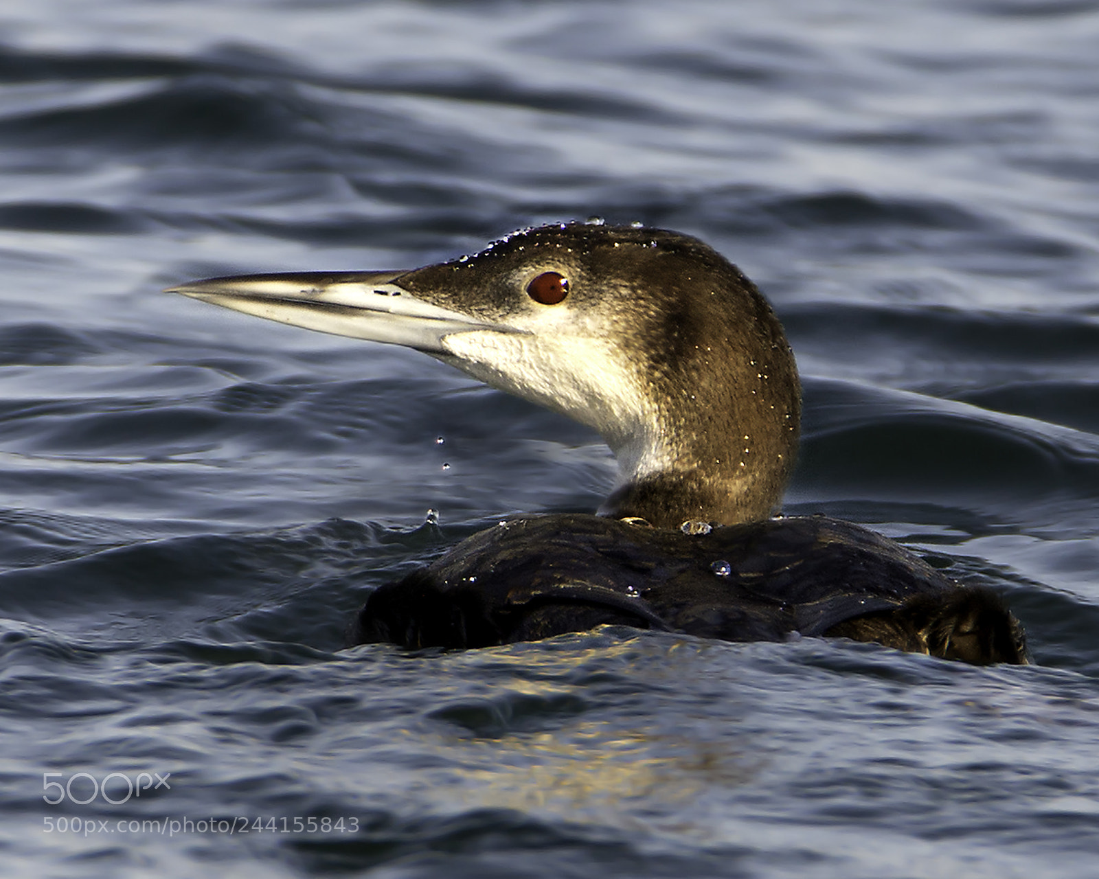 Nikon D600 sample photo. Hampton loon photography