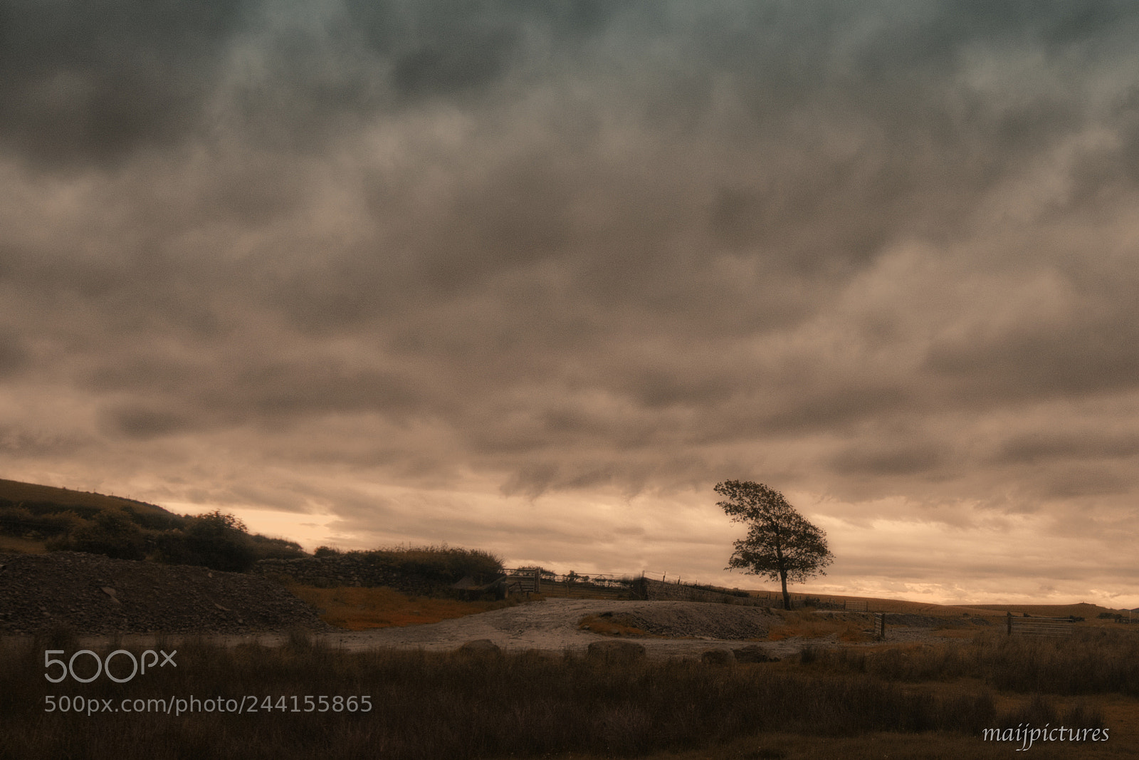 Nikon D300 sample photo. Lonely tree photography