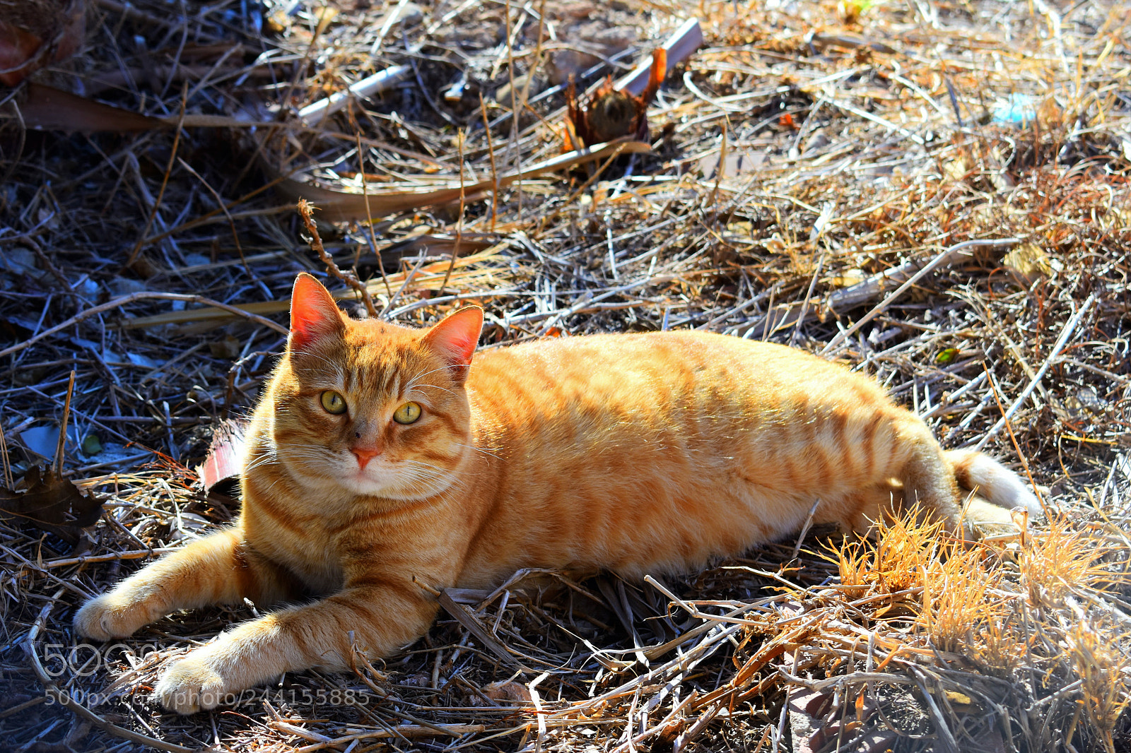 Nikon D3400 sample photo. Gato photography