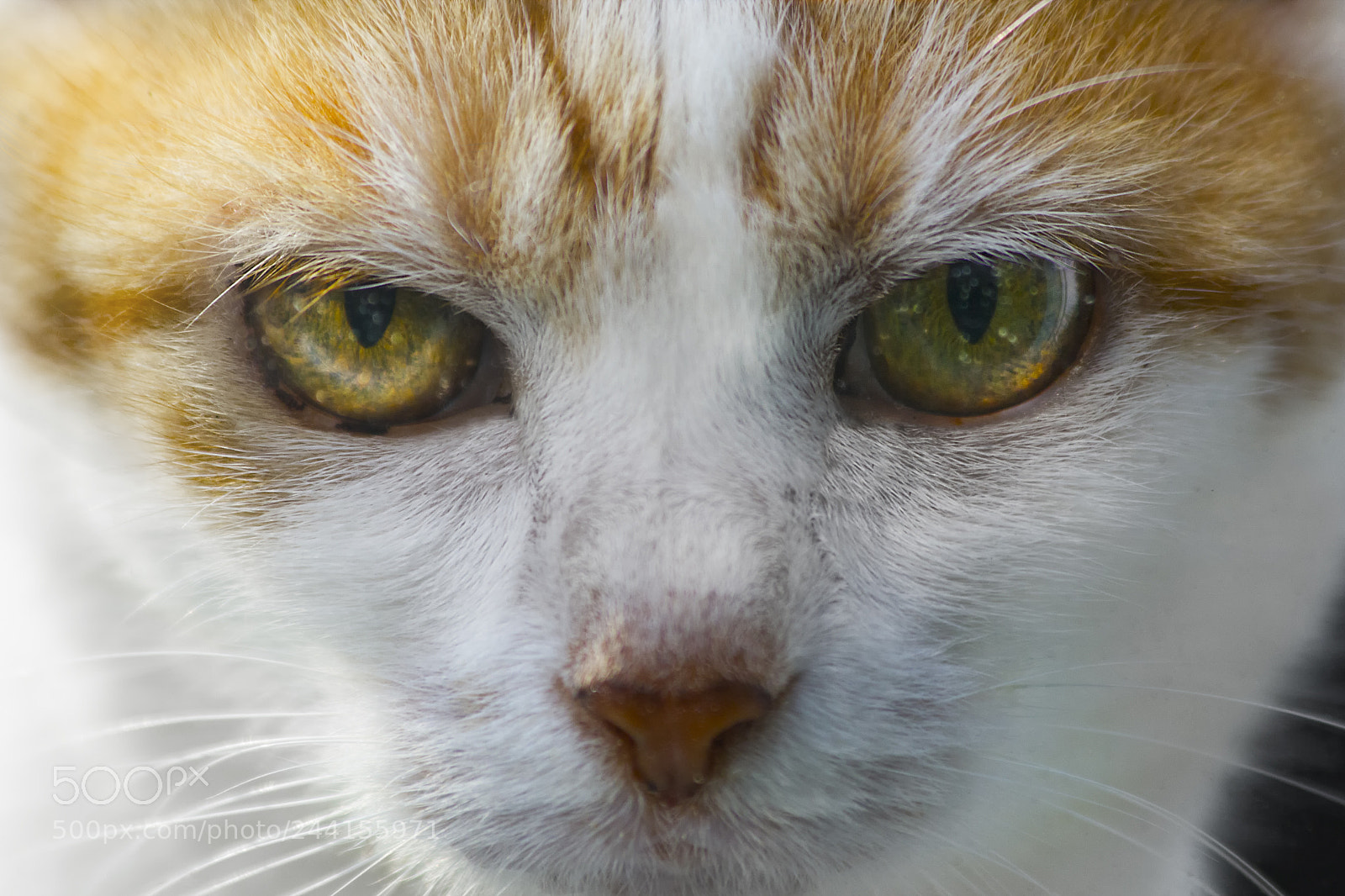 Canon EOS 550D (EOS Rebel T2i / EOS Kiss X4) sample photo. Cat through the window photography