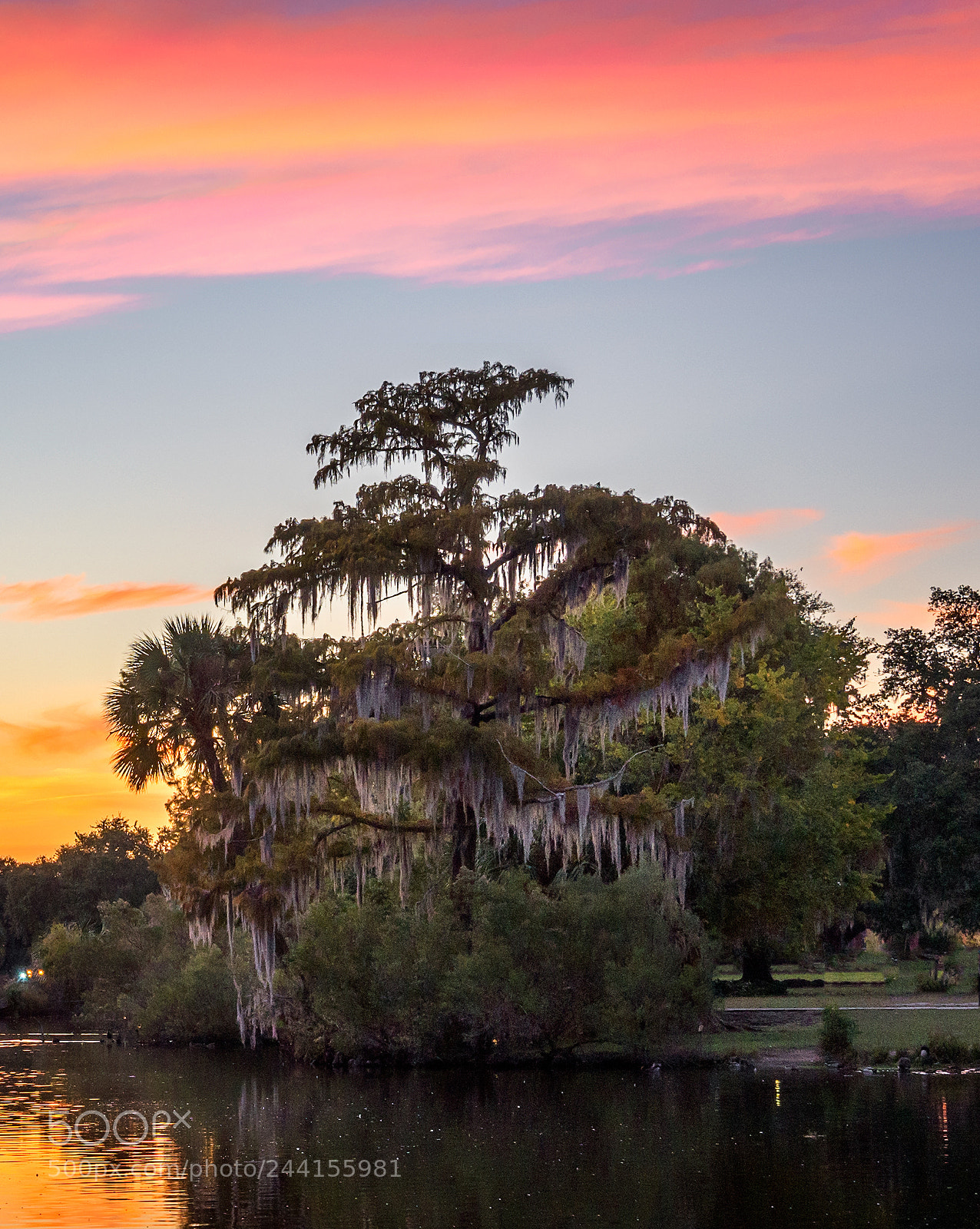 Nikon D810 sample photo. Pink skies photography