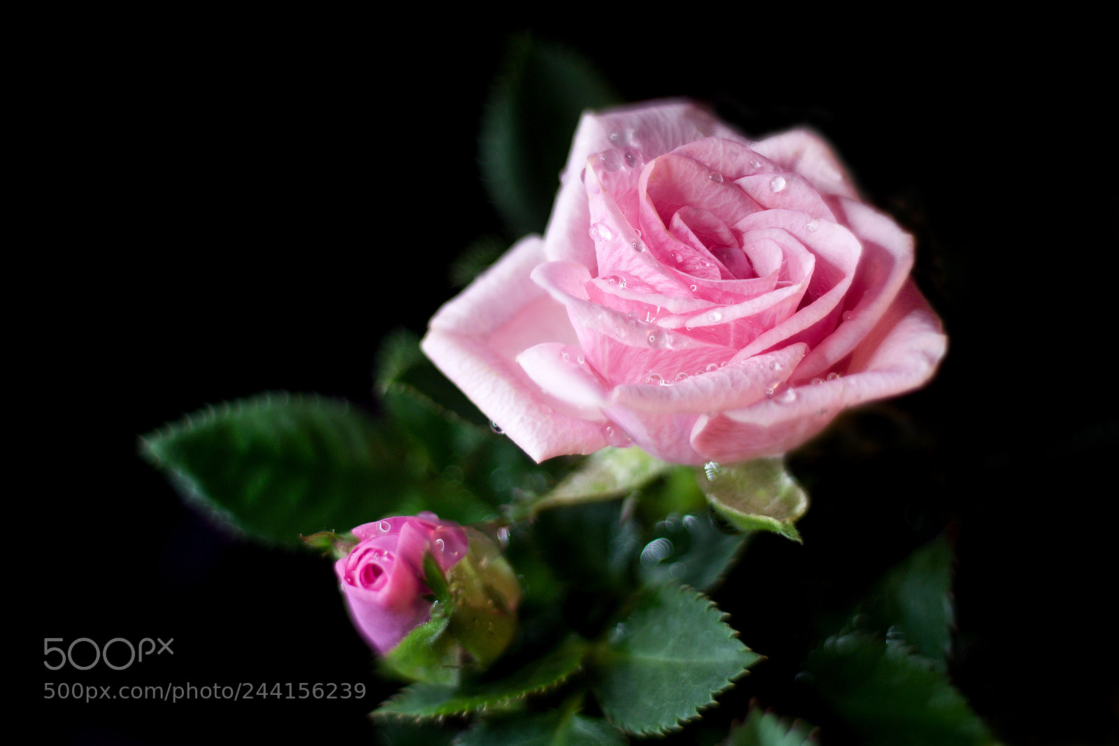 Canon EOS 1300D (EOS Rebel T6 / EOS Kiss X80) sample photo. Roses photography