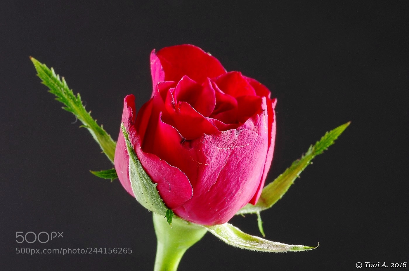 Pentax K-5 II sample photo. Red rose photography