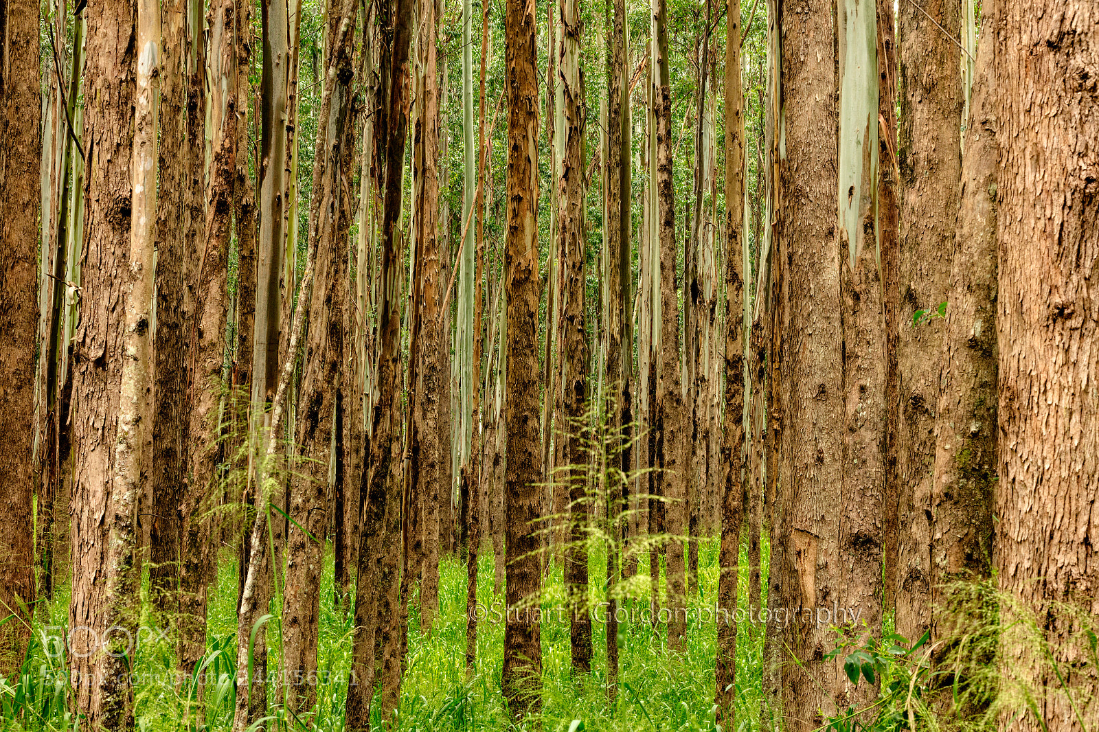 Canon EOS 5DS R sample photo. Vertical pull photography