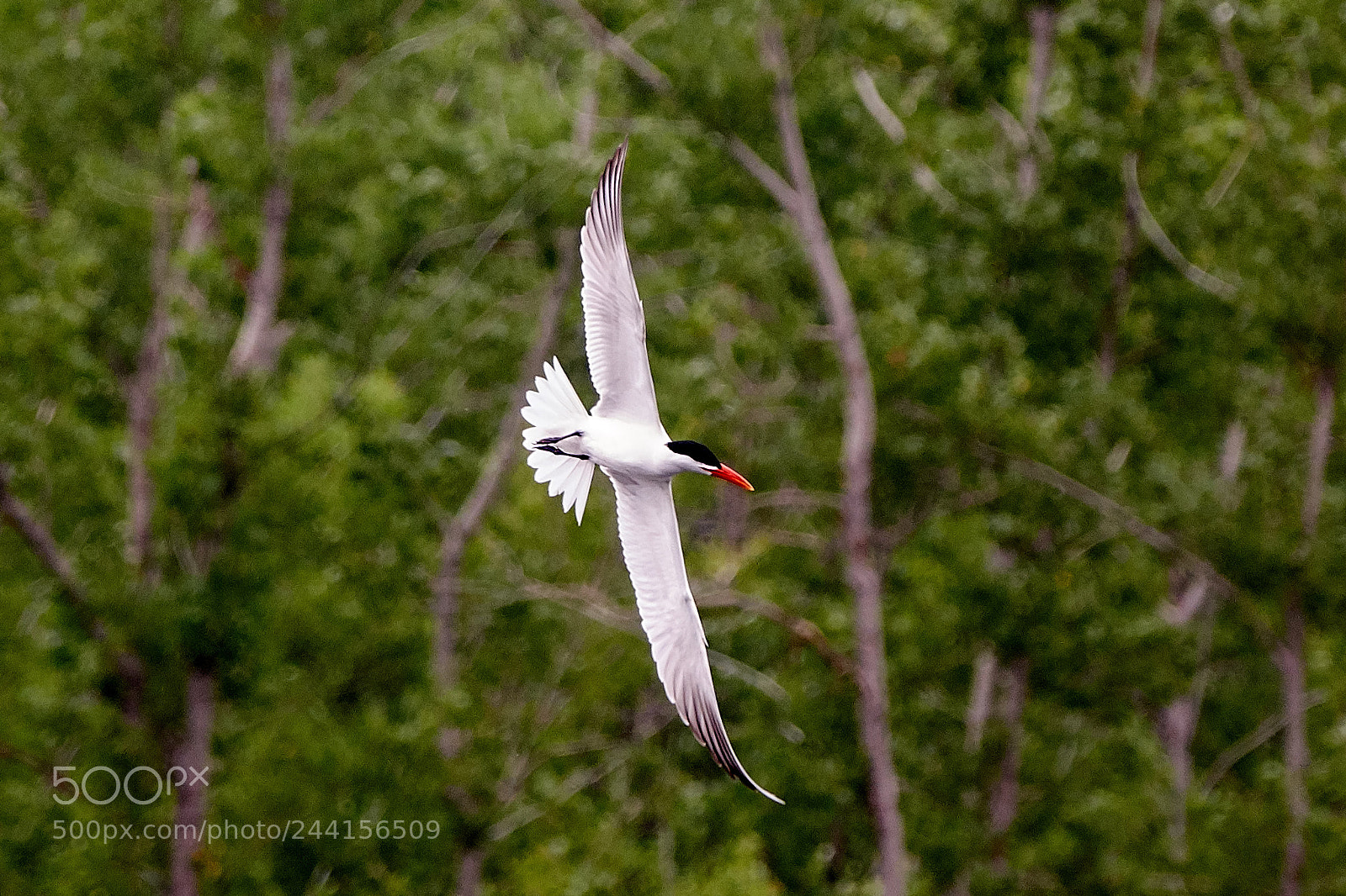 Sony Cyber-shot DSC-RX10 III sample photo. Common tern photography