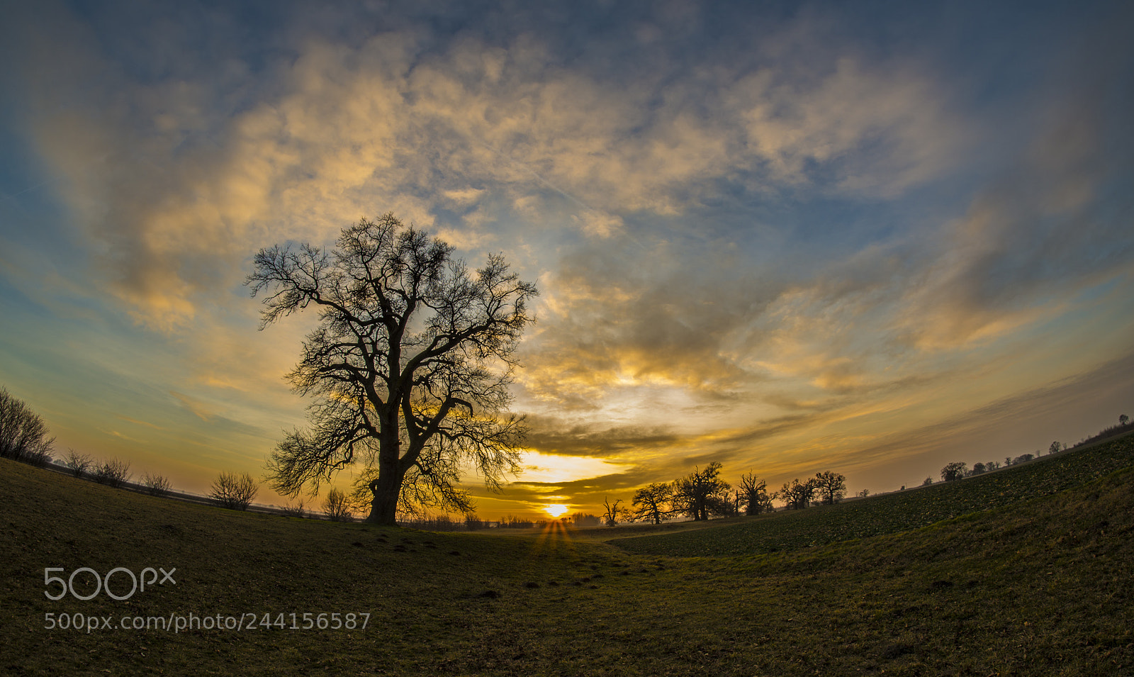 Nikon D610 sample photo. Tree photography