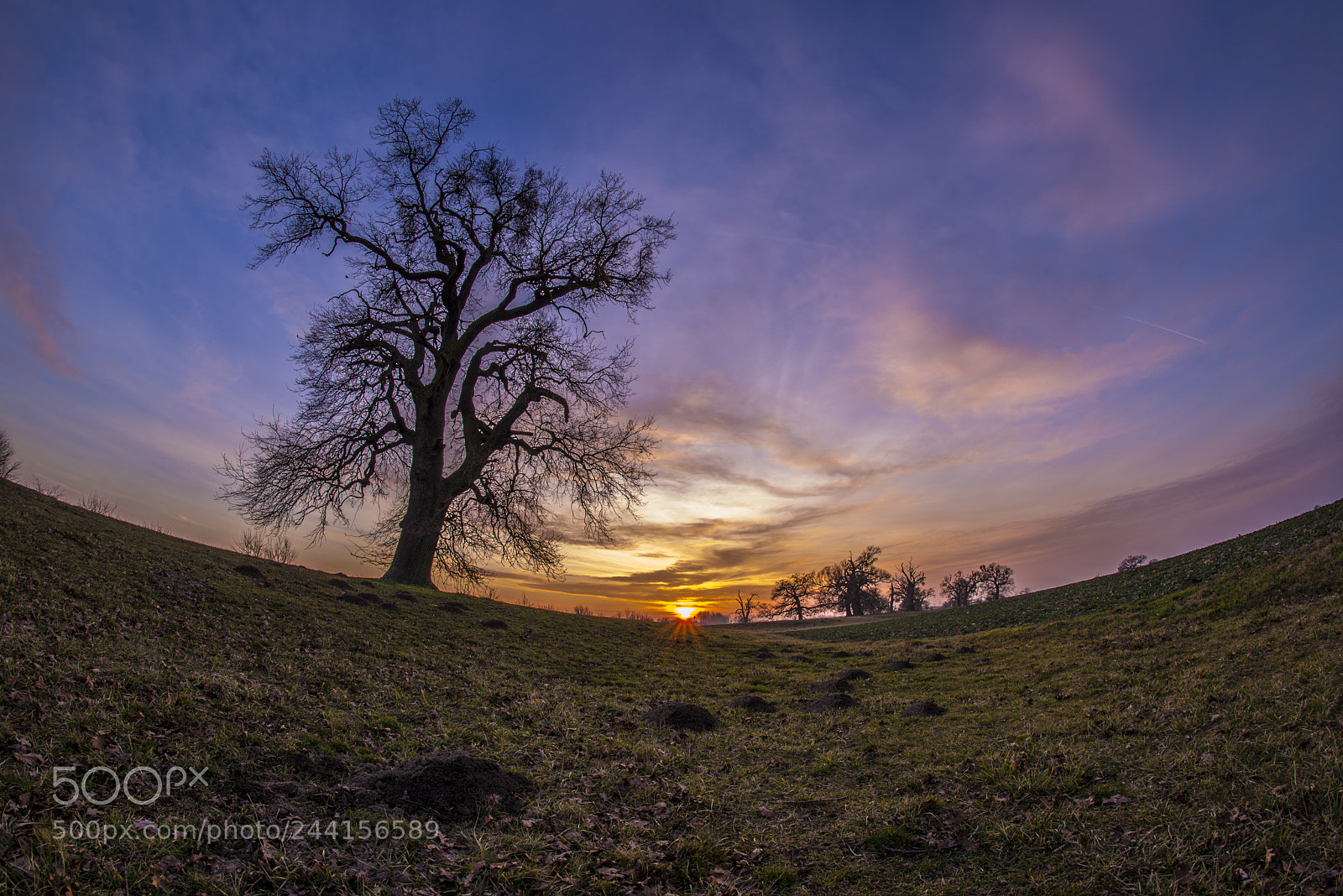 Nikon D610 sample photo. The mole-hill photography