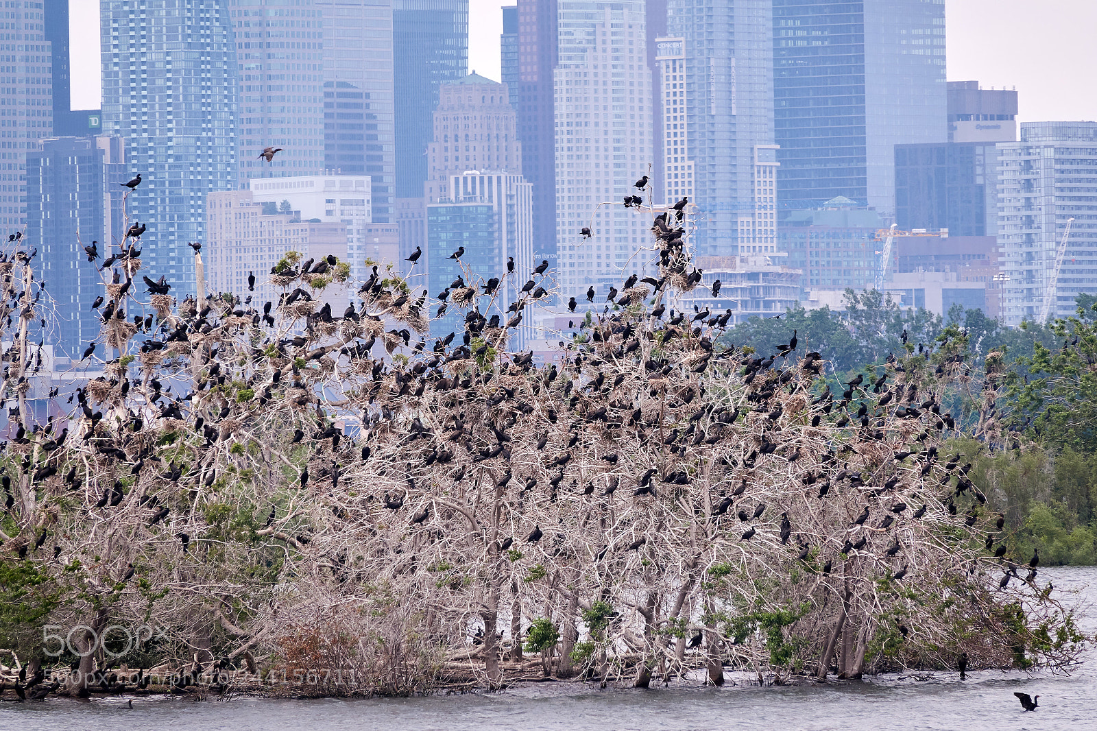 Sony Cyber-shot DSC-RX10 III sample photo. Double crested cormorants photography