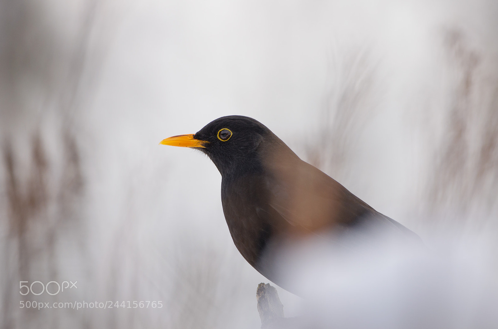 Nikon D5100 sample photo. Blackbird photography