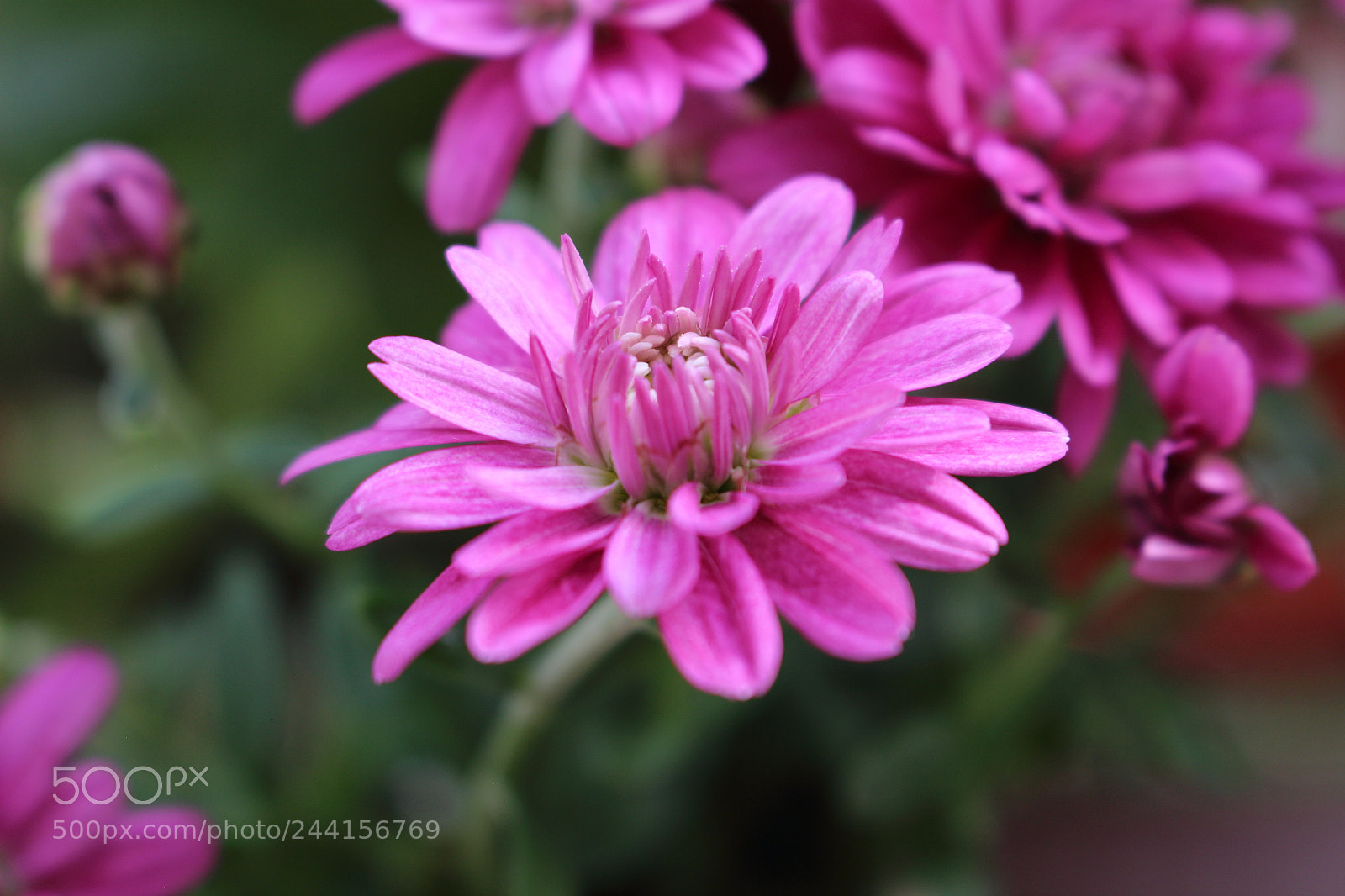 Canon EOS 100D (EOS Rebel SL1 / EOS Kiss X7) sample photo. Purple m4 photography