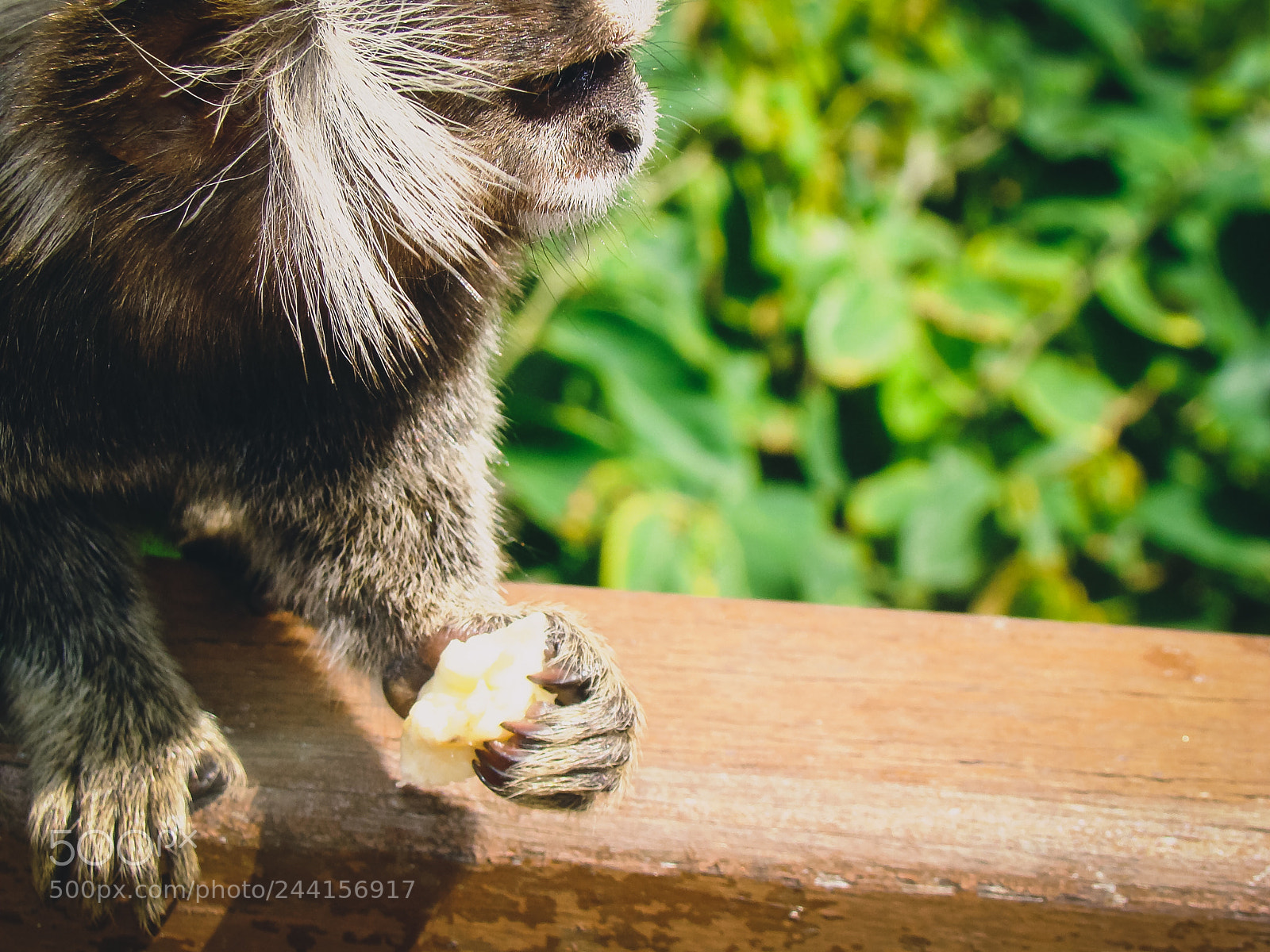 Sony DSC-H9 sample photo. Monkey photography