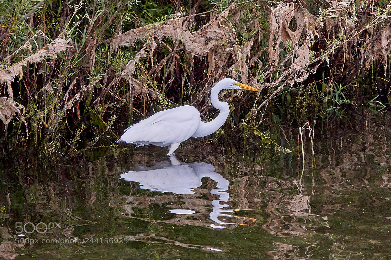 Sony Cyber-shot DSC-RX10 III sample photo. Great egret photography