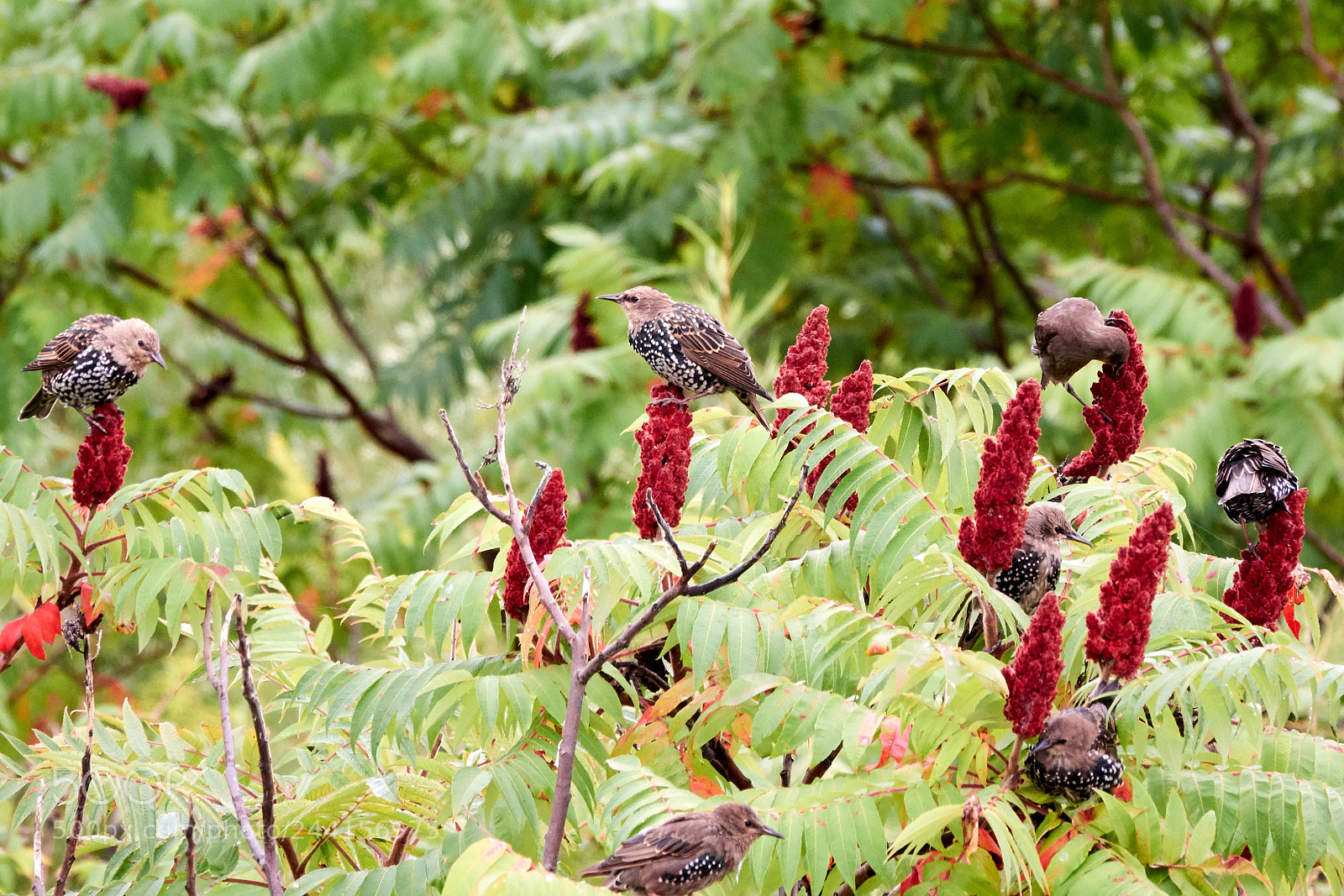Sony Cyber-shot DSC-RX10 III sample photo. European starlings (juvenile) photography