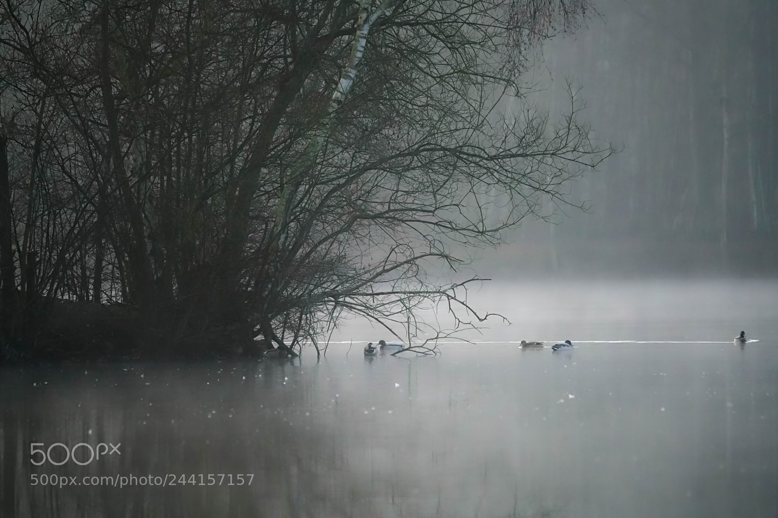 Sony a7R II sample photo. Morning fog photography