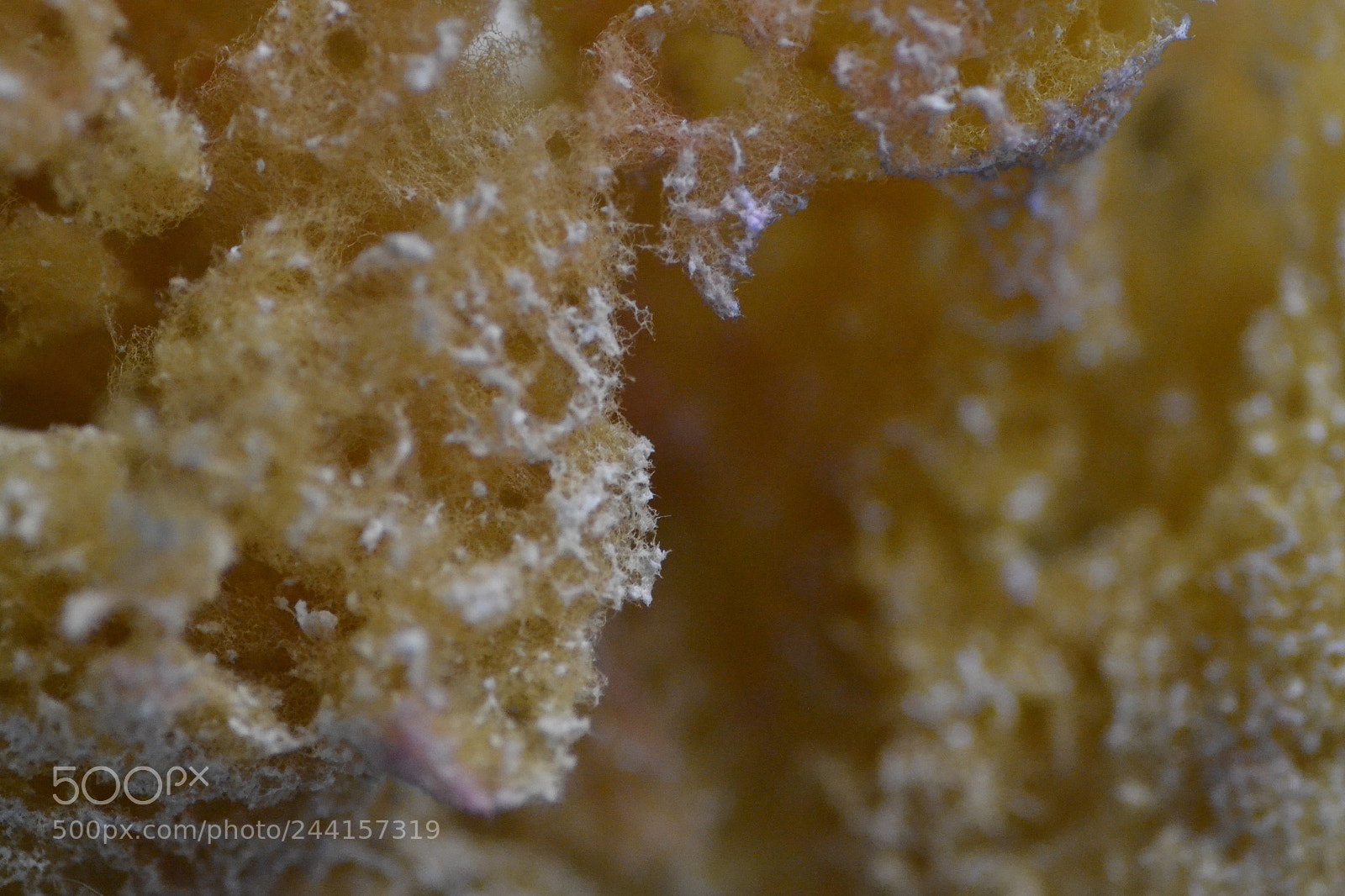Nikon D3100 sample photo. Sponge photography