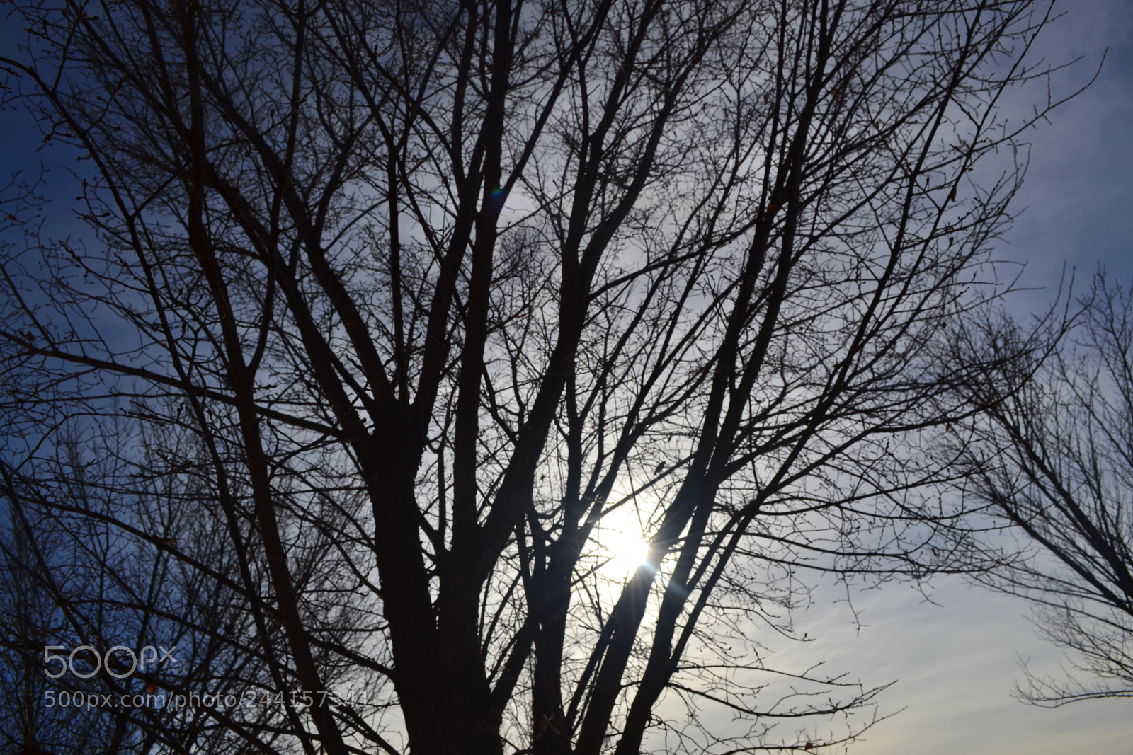 Nikon D3100 sample photo. Tree sihloette photography