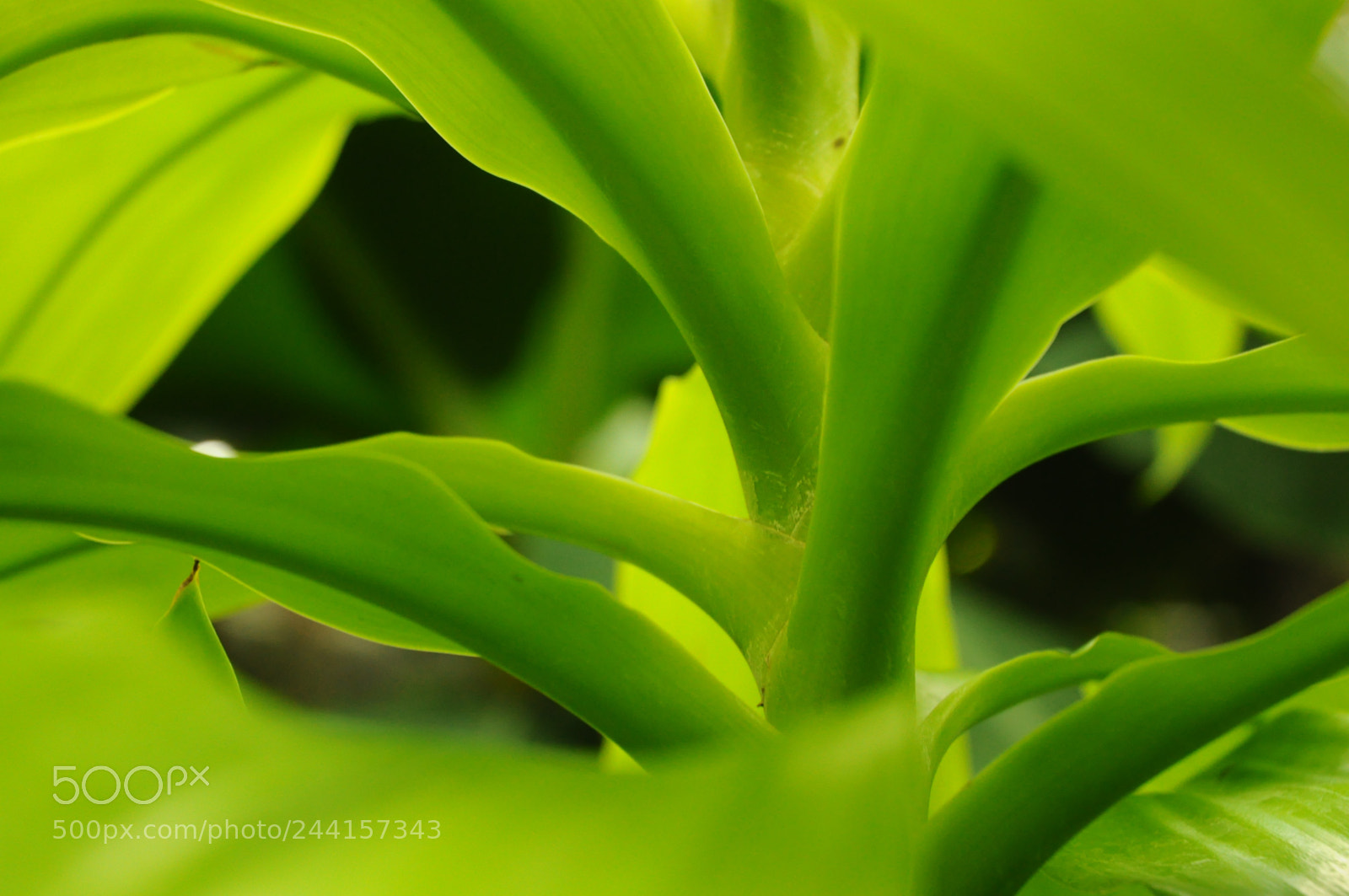 Nikon D5000 sample photo. Leaves photography