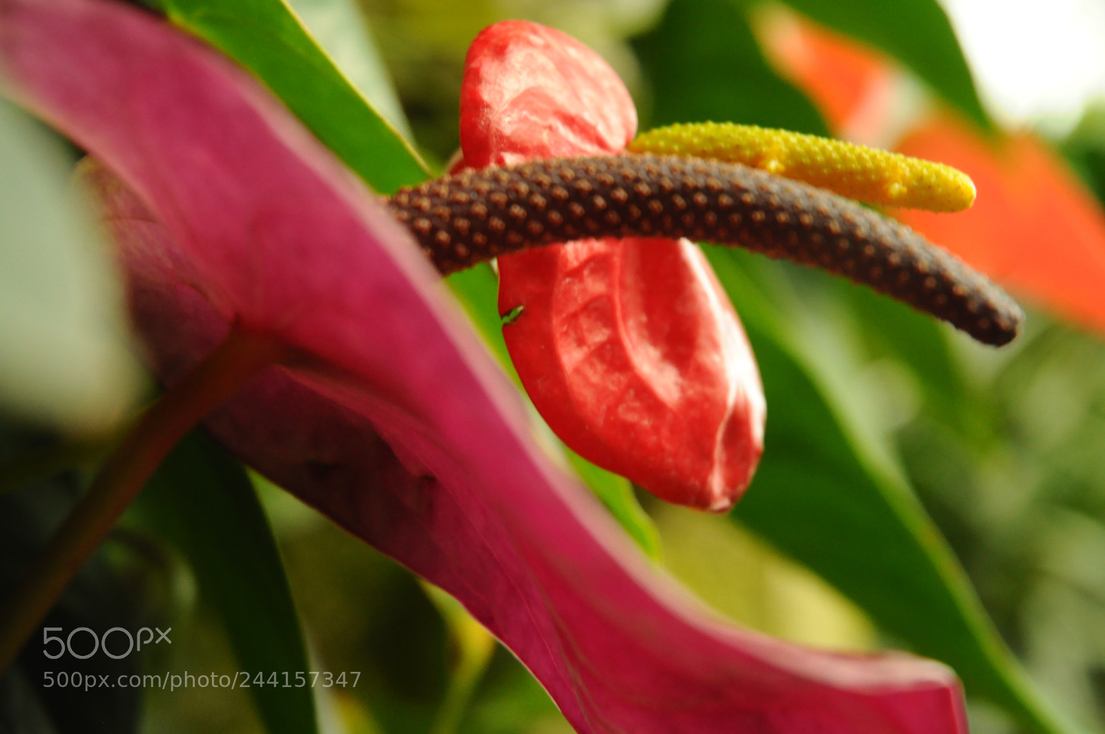 Nikon D5000 sample photo. Forbidden flower 2 photography