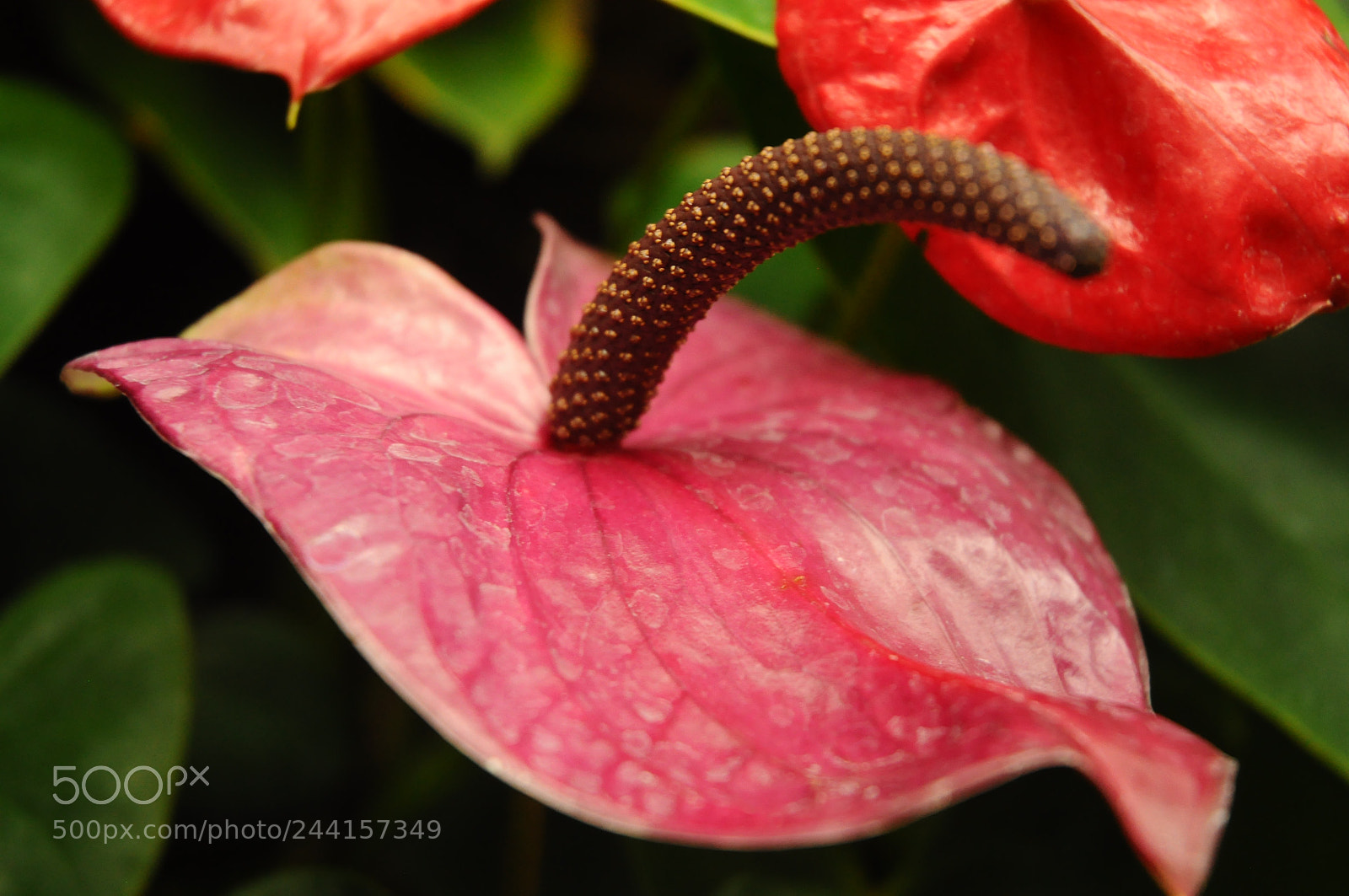 Nikon D5000 sample photo. Forbidden flower photography