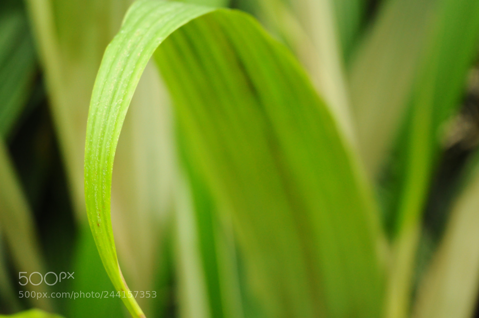 Nikon D5000 sample photo. Grass photography