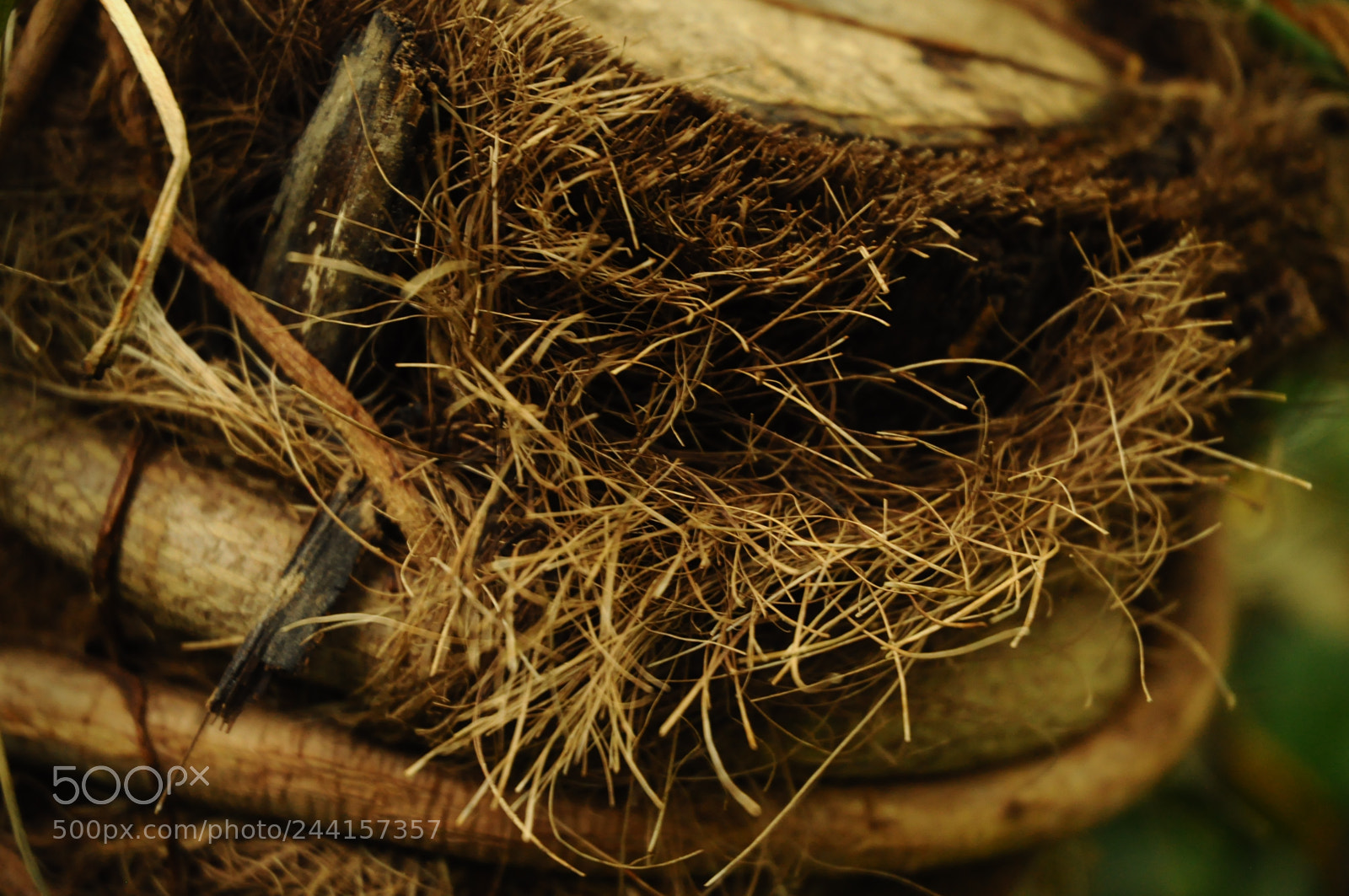 Nikon D5000 sample photo. Tree with vines photography