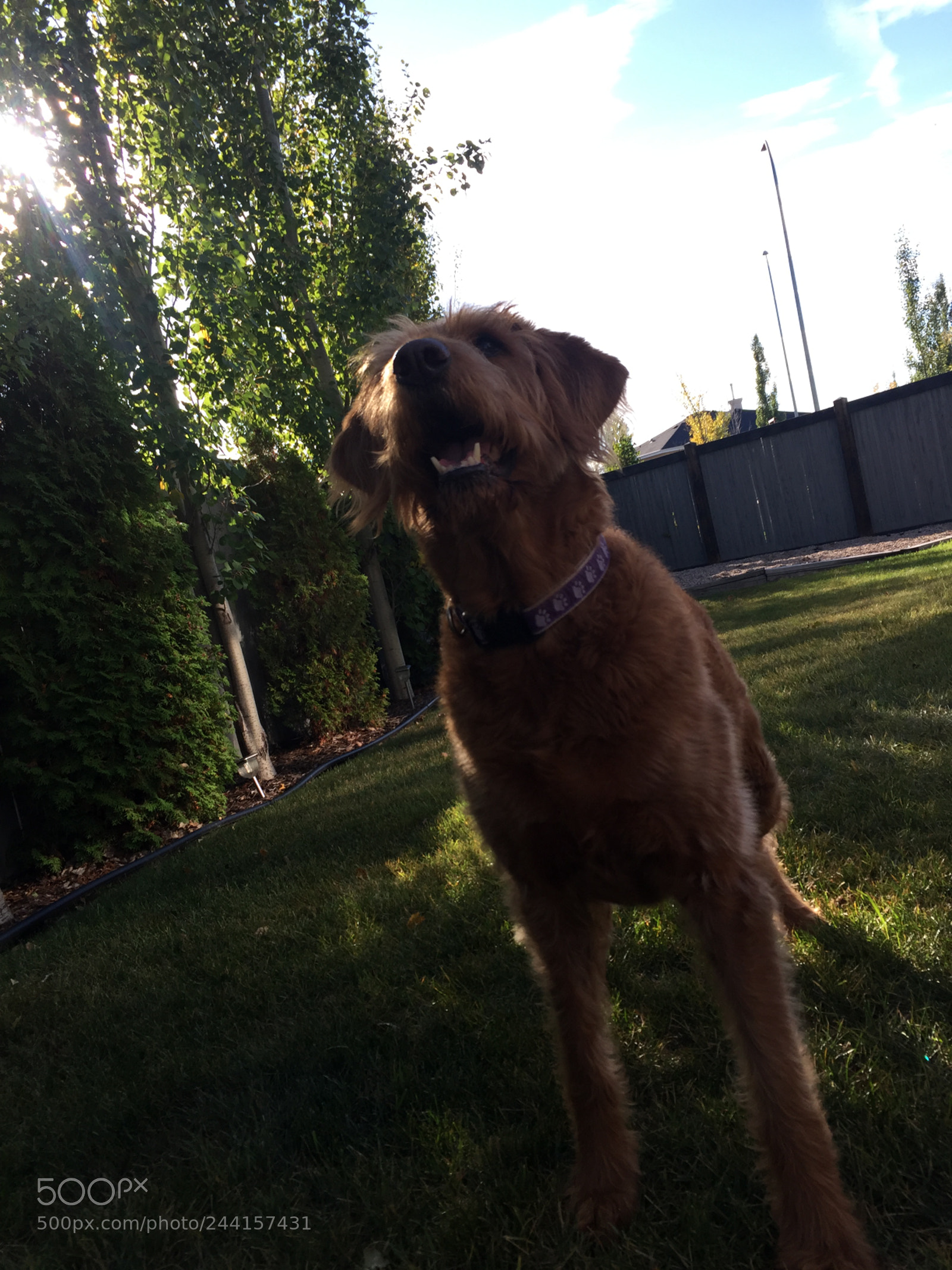 Apple iPhone 6 sample photo. Labradoodle 2 photography